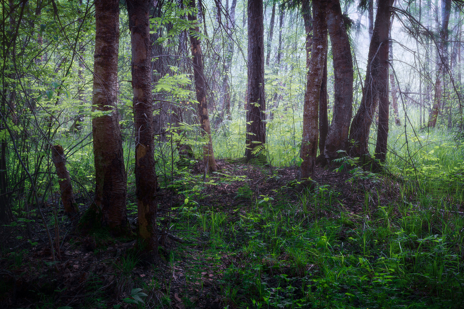 лес, лето, деревья, пейзаж, Валерий Вождаев
