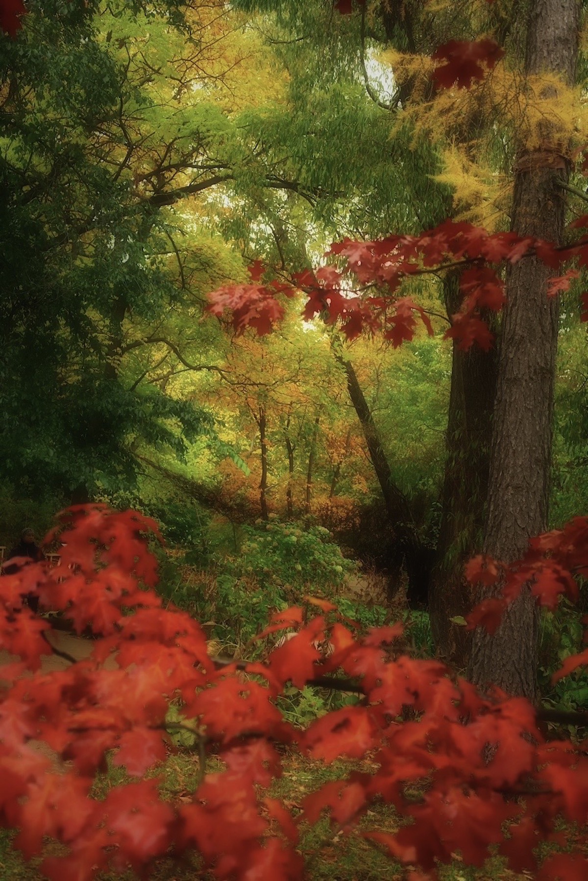 пейзаж, landscape, nature, природа, осень, autumn, золотаяосень, goldatum, лес, forest, Julia Kaissa