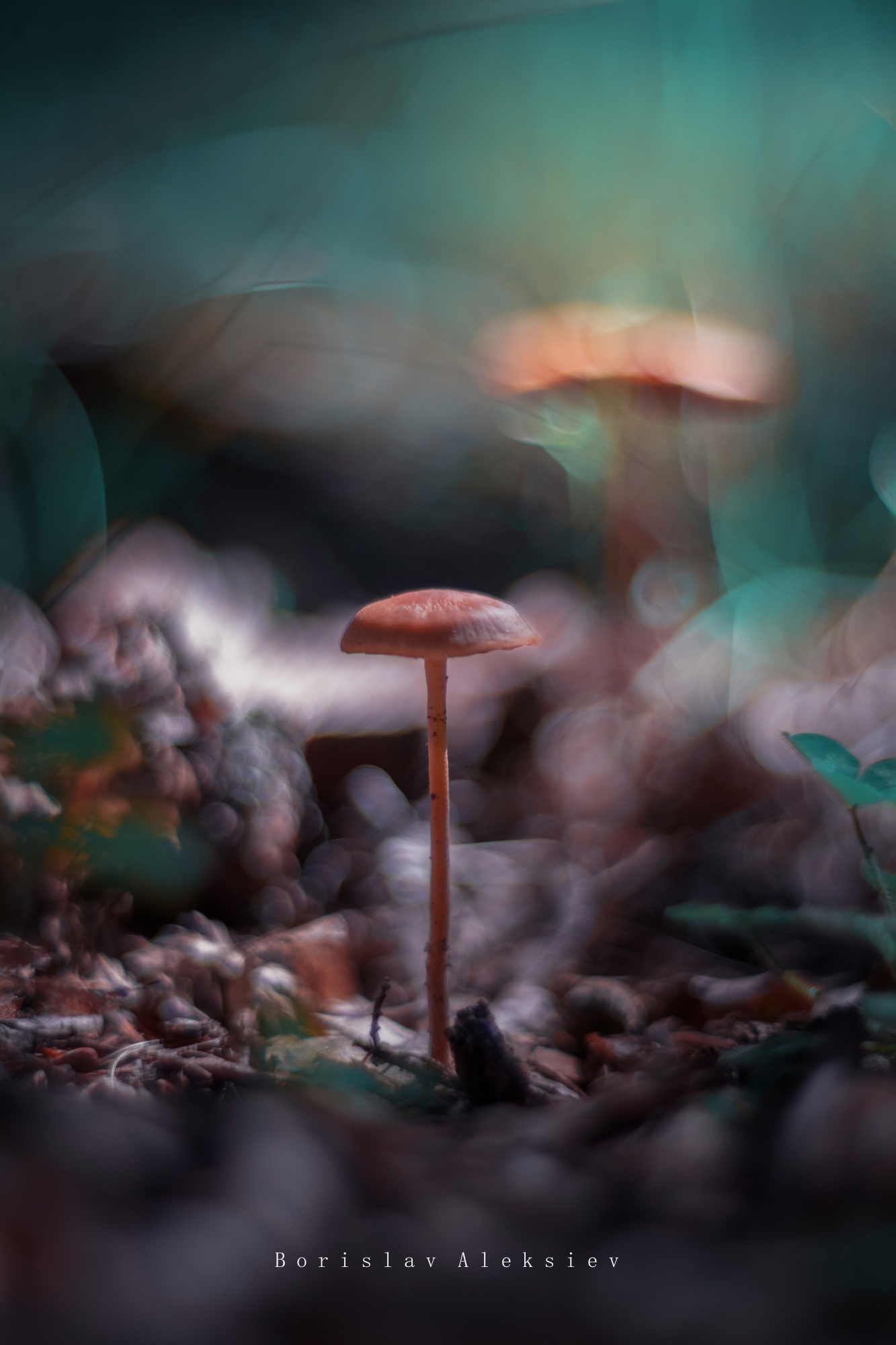 mushroom,dark,light,bokeh,nature,, Борислав Алексиев