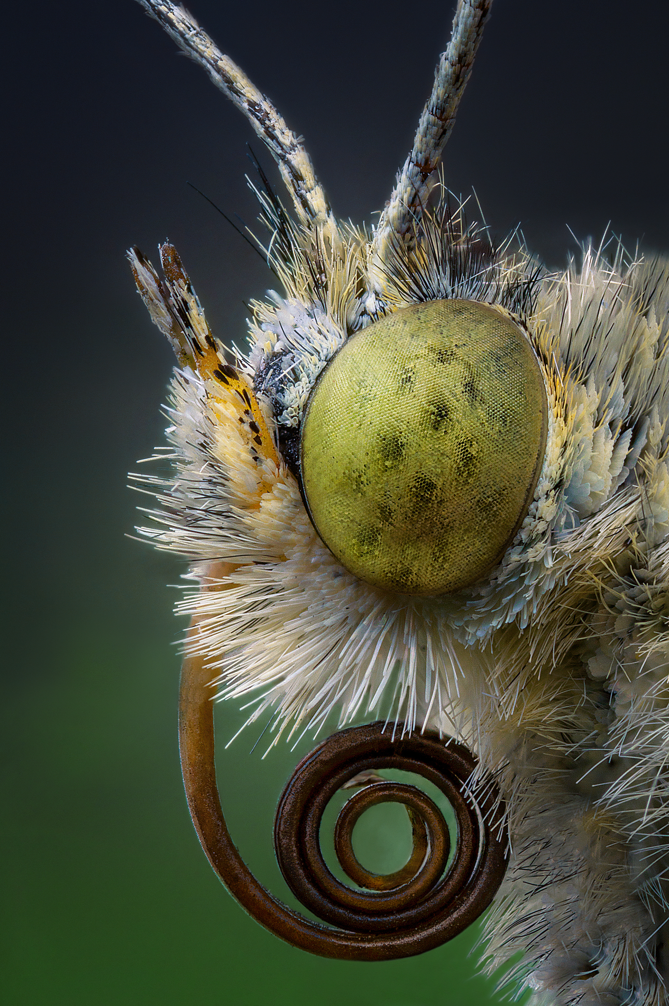 бабочка белянка глаза природа макро фотография портрет, Еремеев Дмитрий