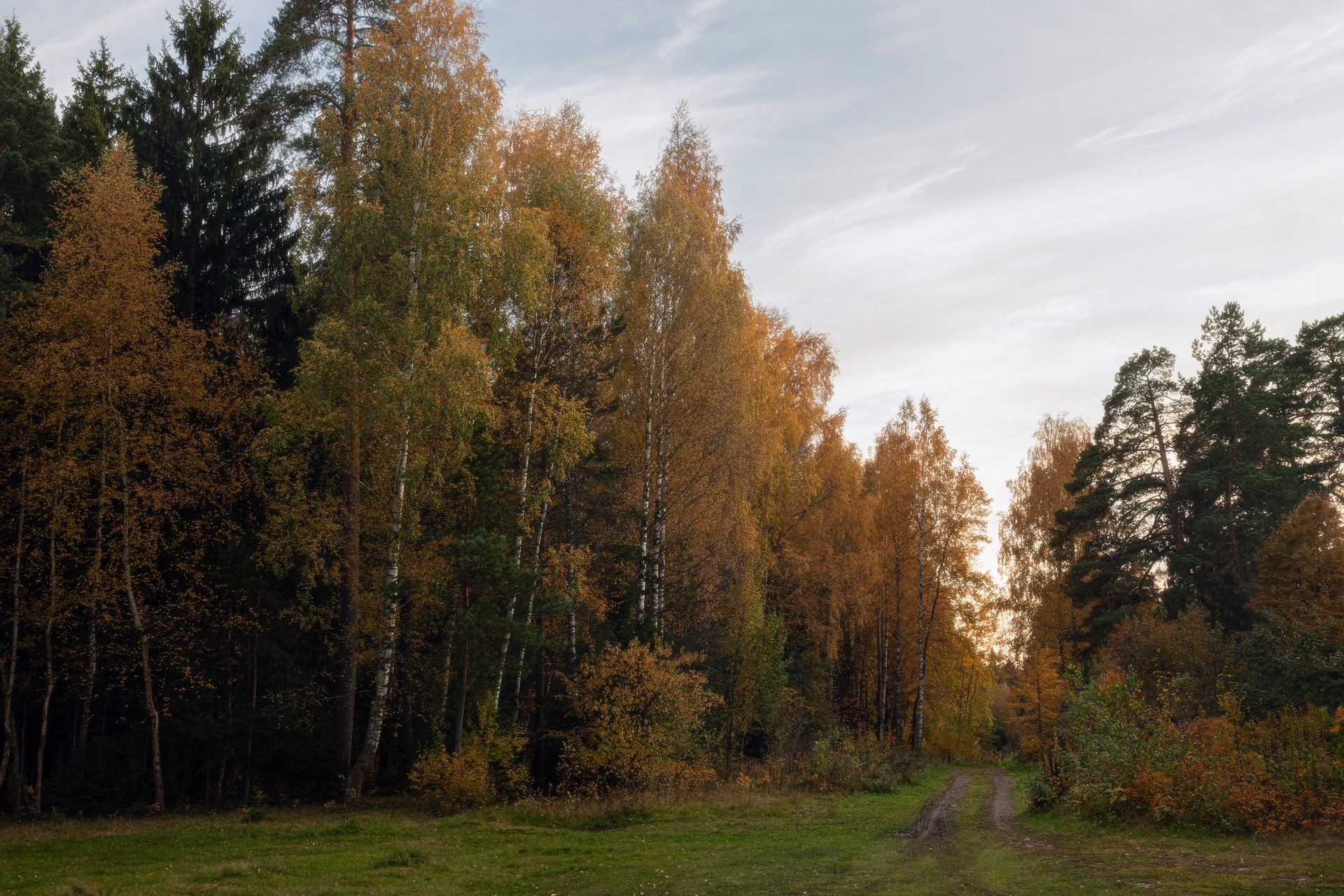 лес, деревья, осень, пейзаж, Валерий Вождаев