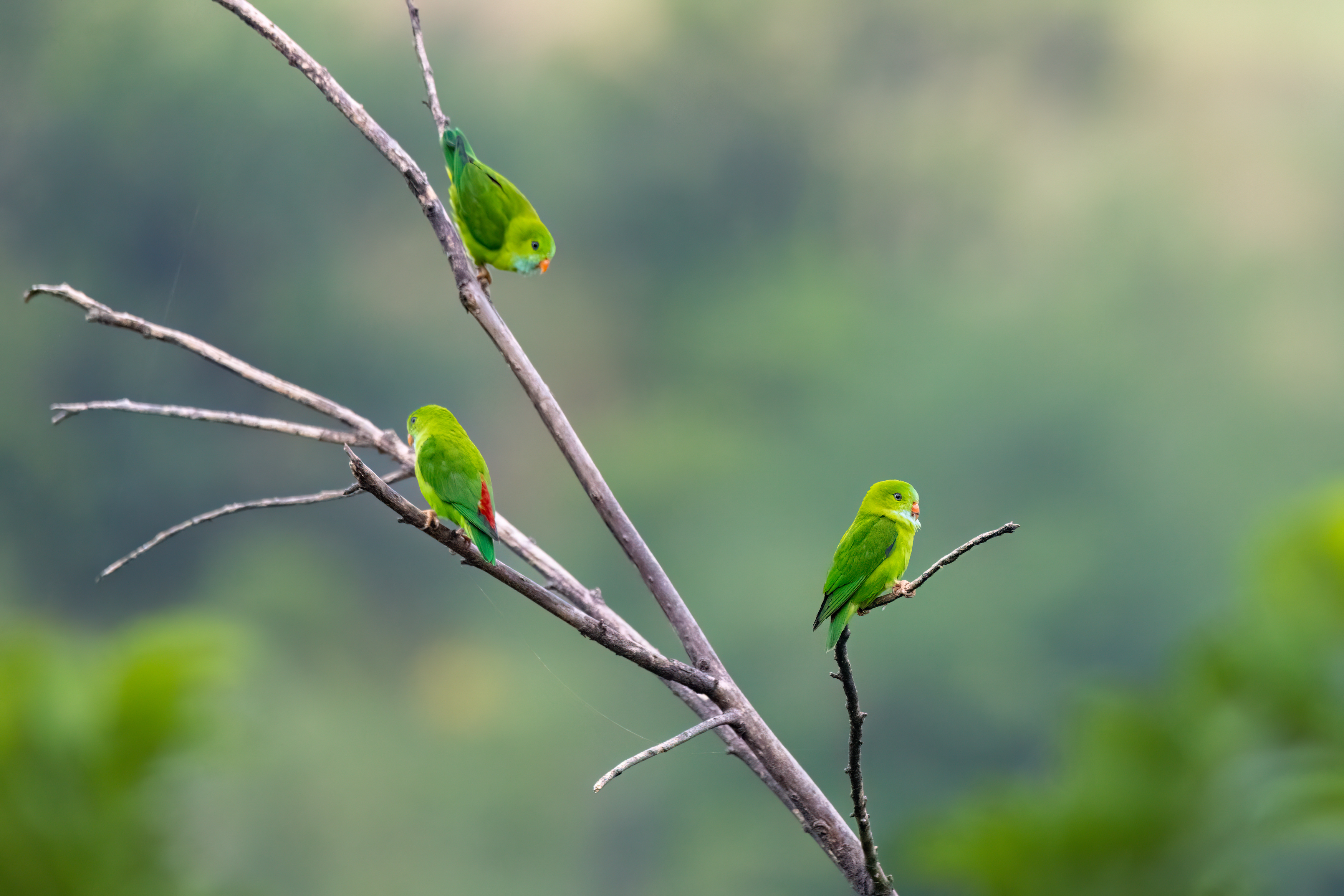 parrot, india, wildlifeofindia , Sandip Patel