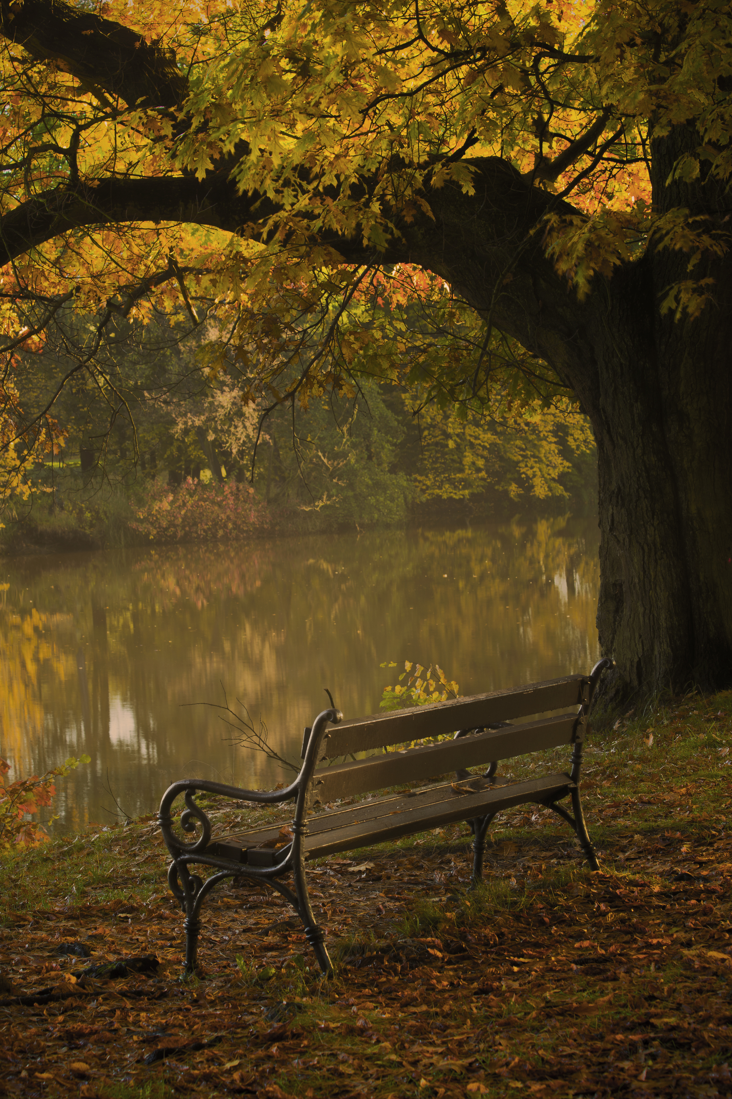Vertical, Tree, Day, Bench, Tranquility, Nature, Autumn, PublicPark, Nature, Water, Park, Gold, Walking, Fog, Morning, Damian Cyfka