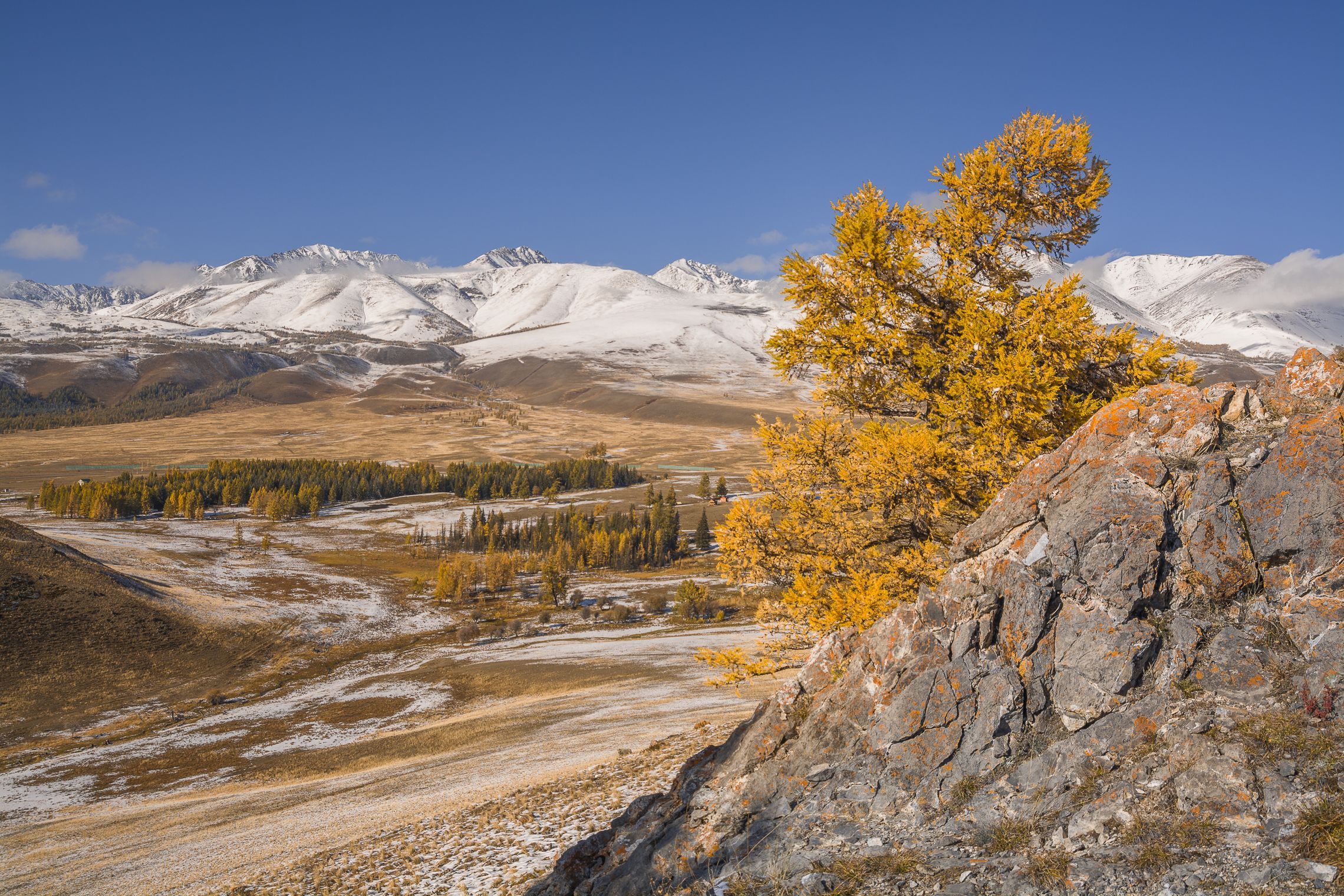 россия, горный алтай,лиственница, курайский хребет, осень, Андрей Поляков