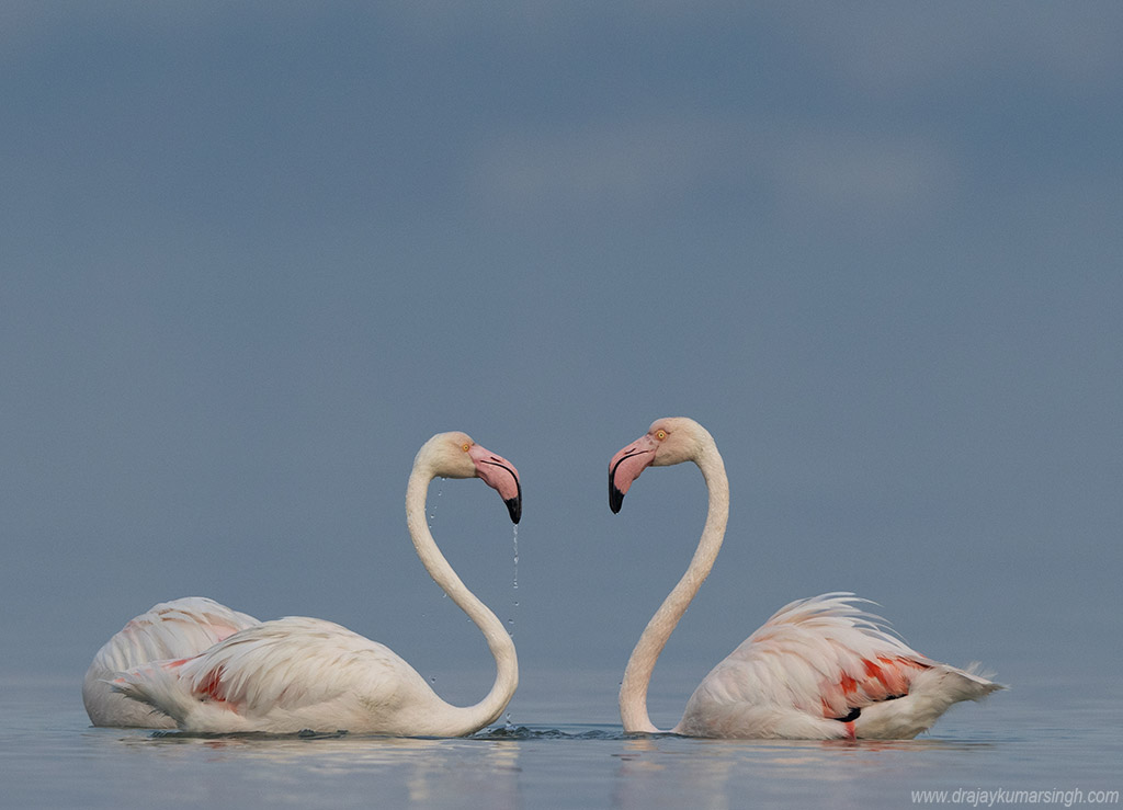 Greater flamingos, Dr Ajay Kumar Singh