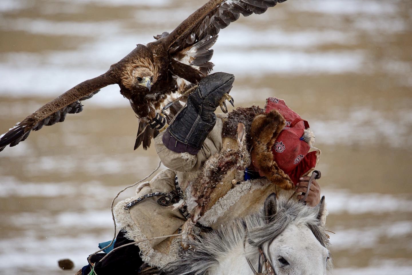охотник с беркутом, фестиваль монголия, golden eagles, Марина Бузина