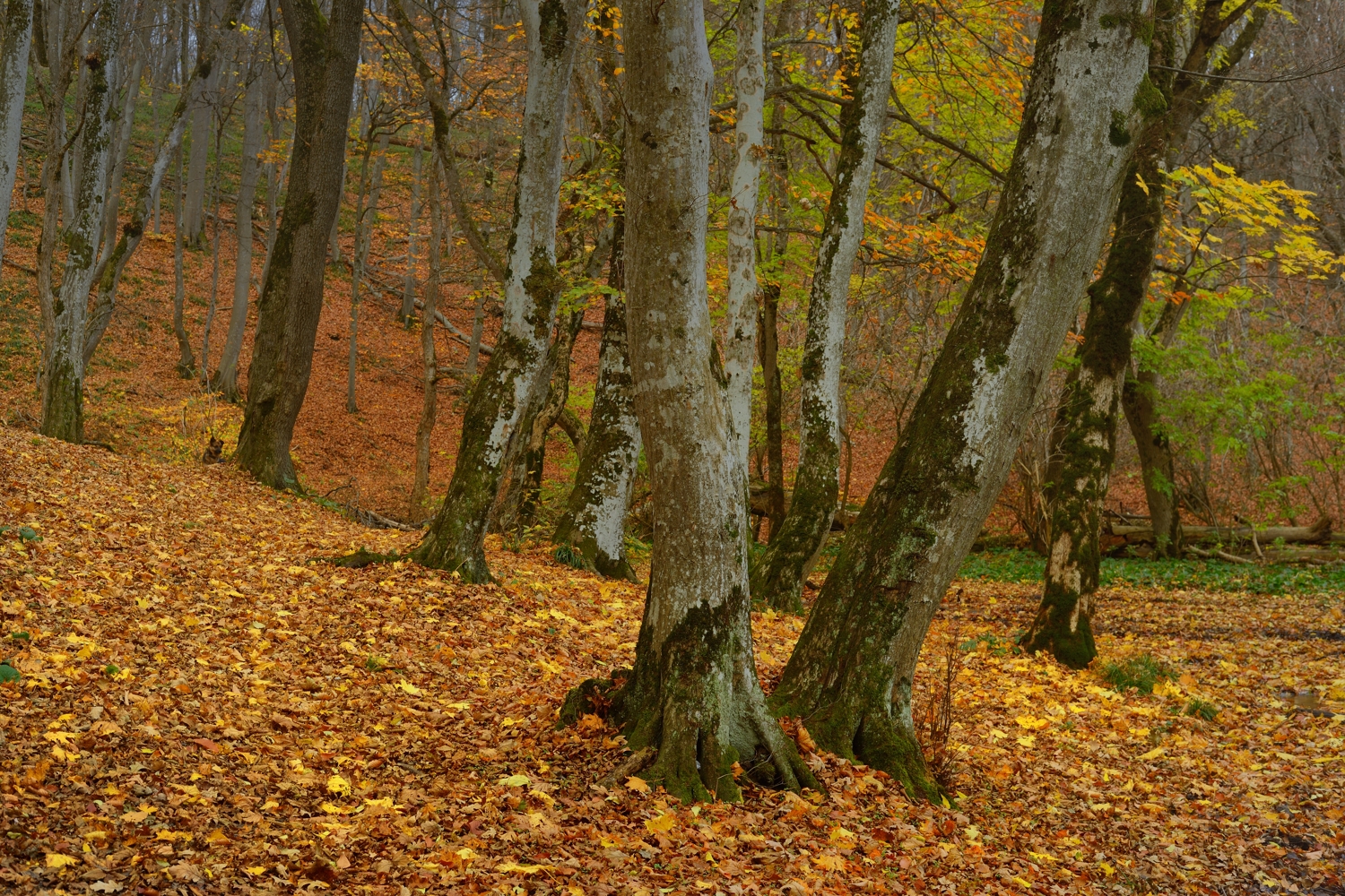 осень листва утро лес, Александр Жарников