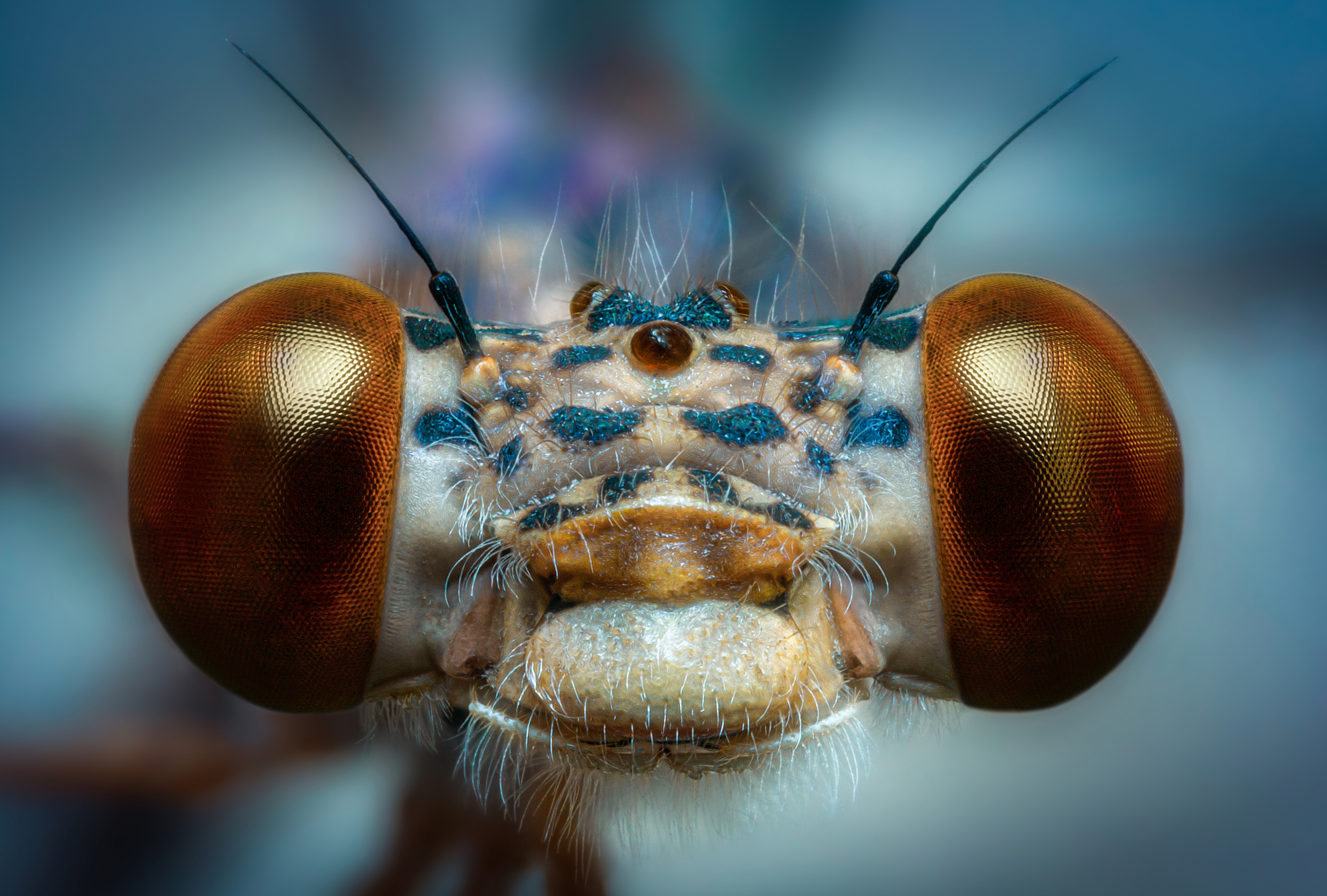стрекоза насекомое портрет глаза взгляд улыбка фон боке свет цвет макро фотография, Еремеев Дмитрий