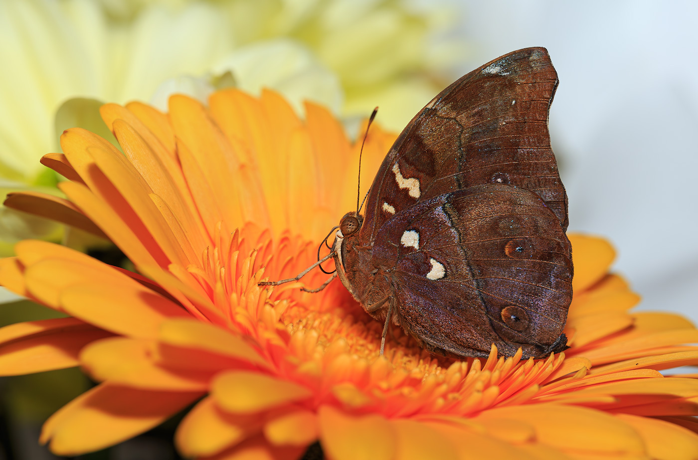 насекомые, бабочка, нимфалида, тропическая, осенний лист, Борис Новиков
