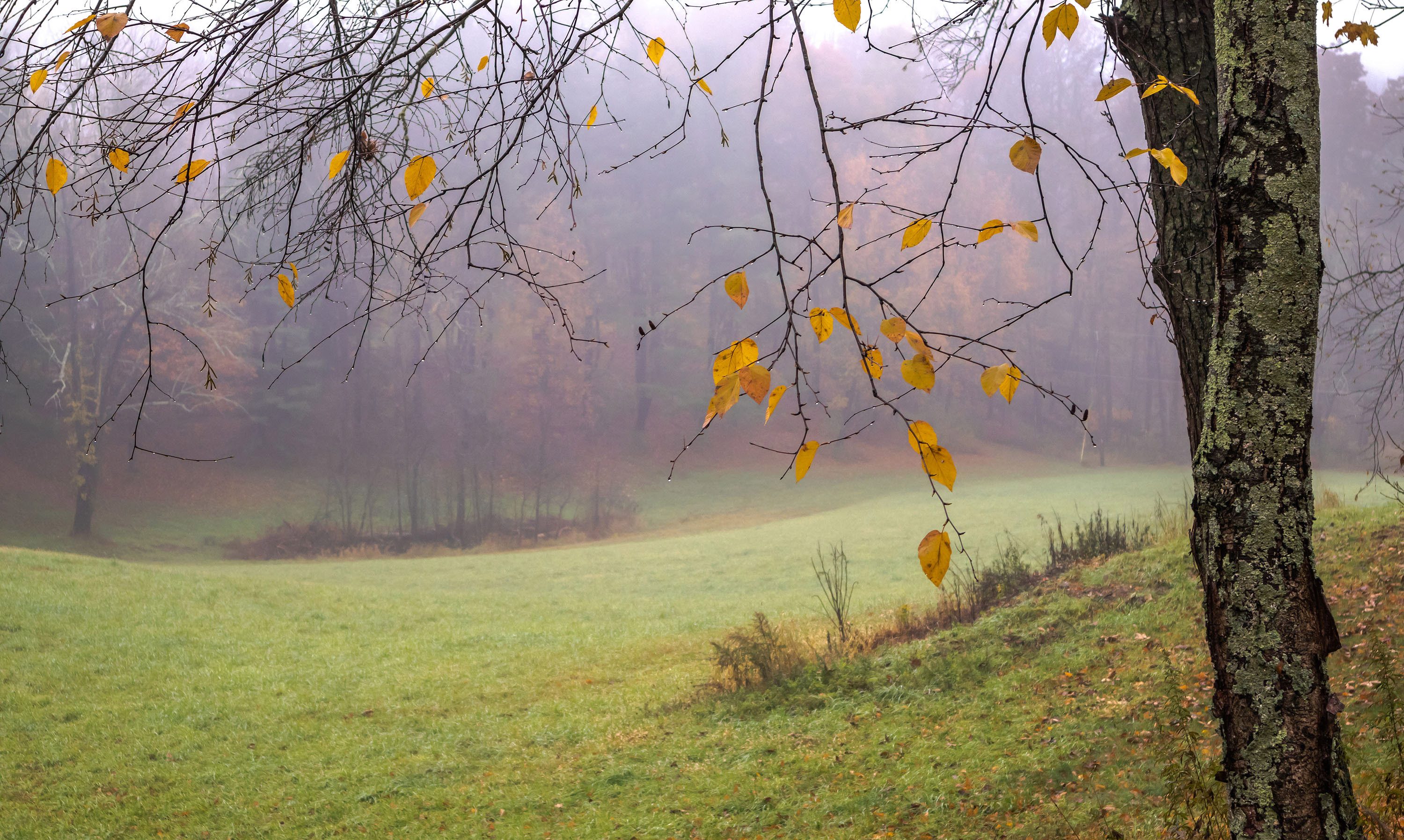 природа,осень,пейзаж,деревья,листья,берёза,туман,капли,, Антонина Яновска