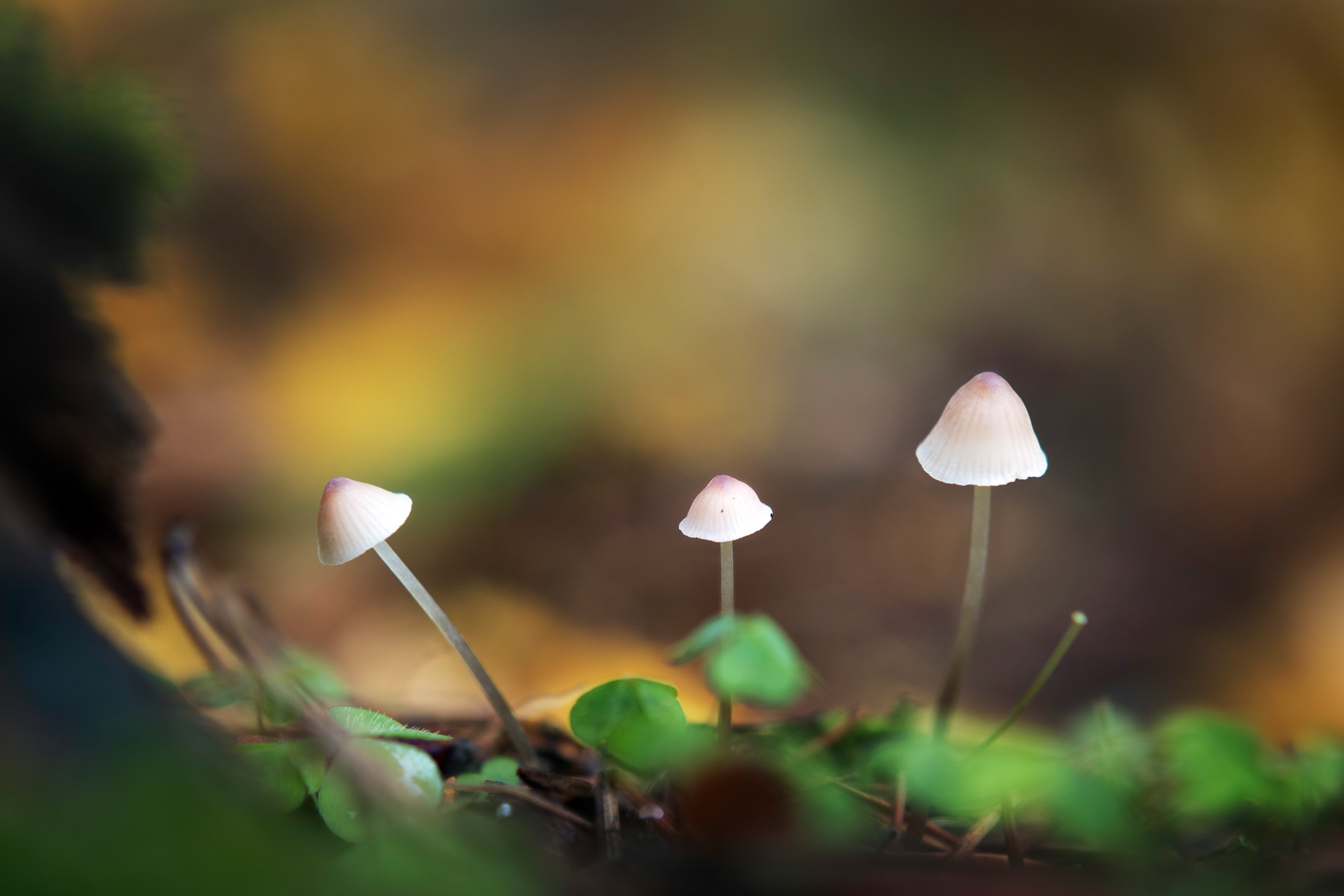 грибы, лес, Валерий Вождаев