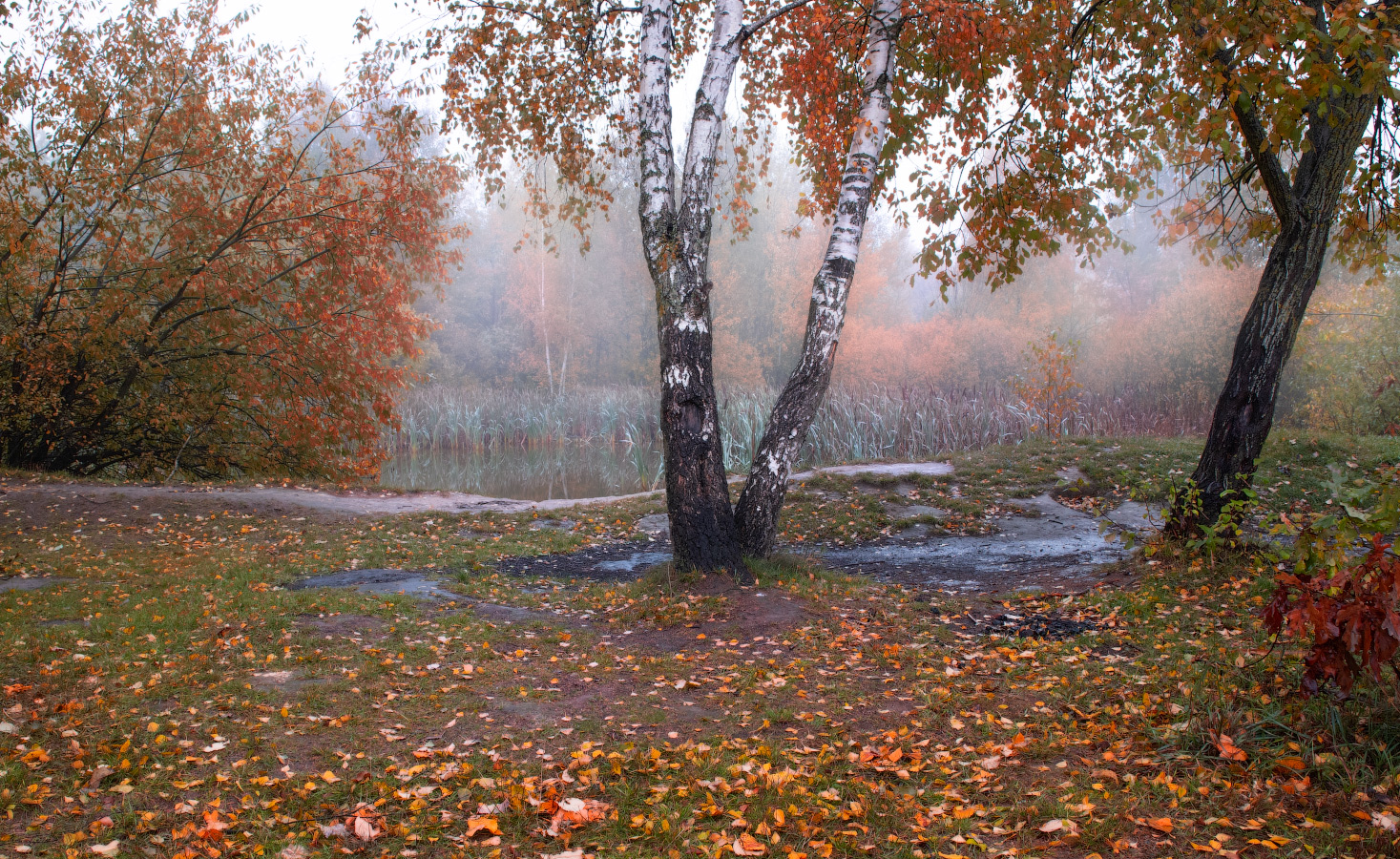 утро, пруд, осень, деревья,, Сергей Шабуневич