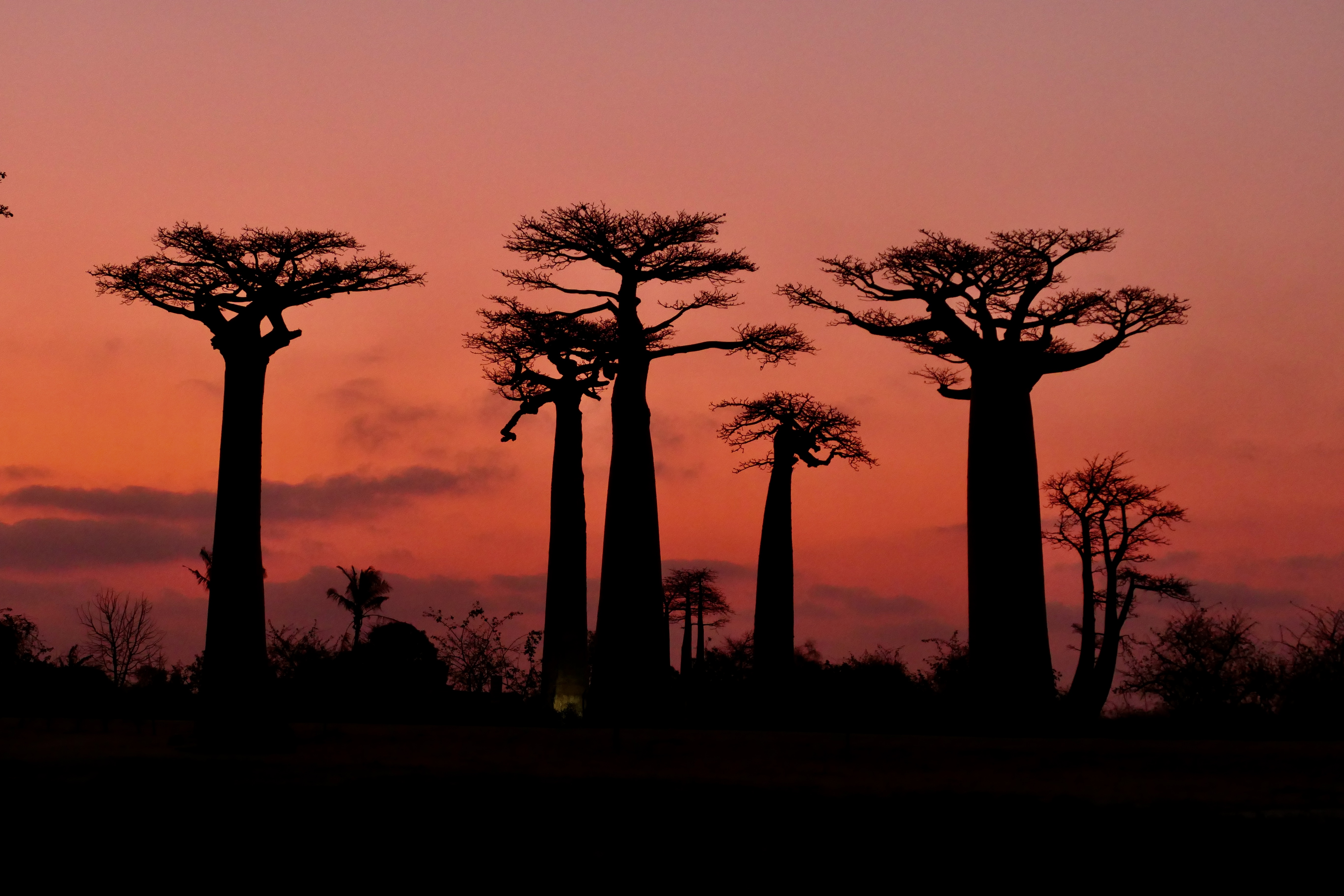 Landscapes, Madagascar, nature, colors, trees, baobab, sunset, red, silhouette, , Svetlana Povarova Ree