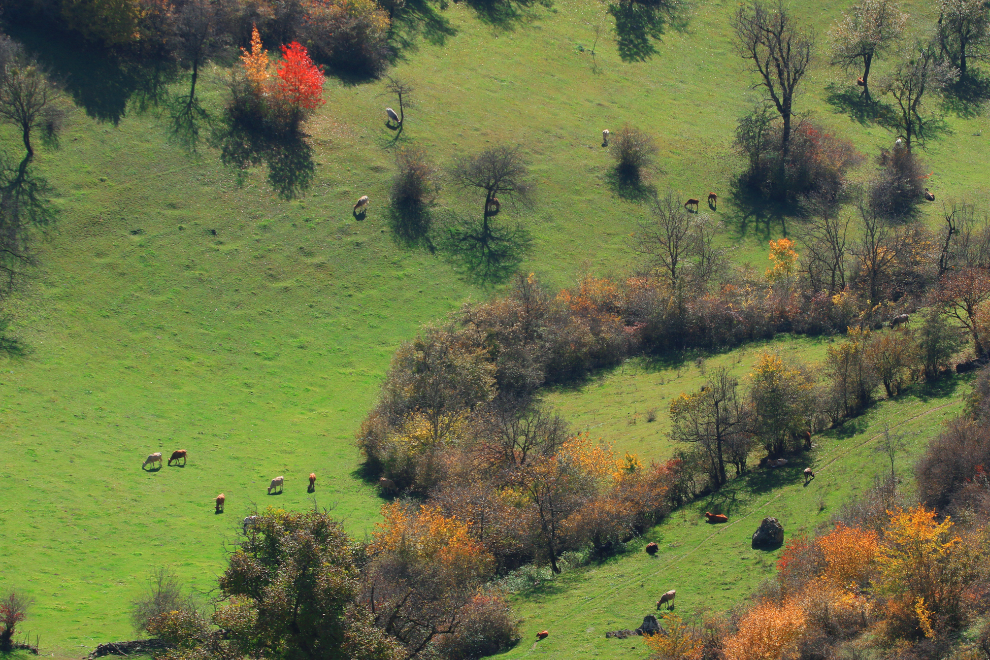 осень,пейзаж,горы,лес,коровы,дахадаевский район,дагестан,, Magov Marat