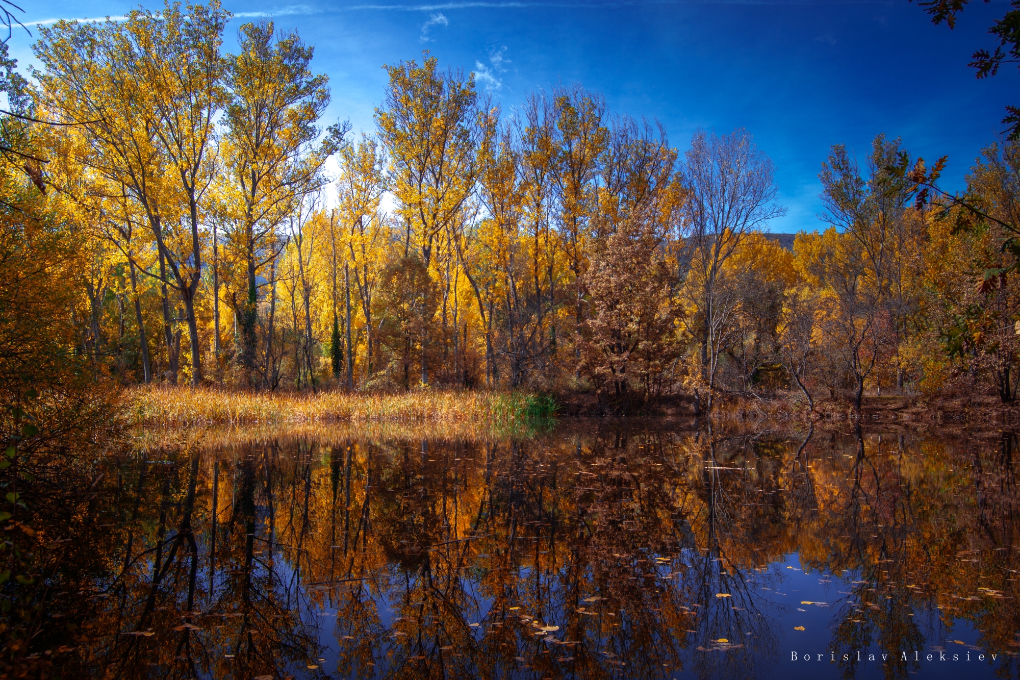 autumn,forest,travel,tree,orange,yellow,light,dark,, Алексиев Борислав