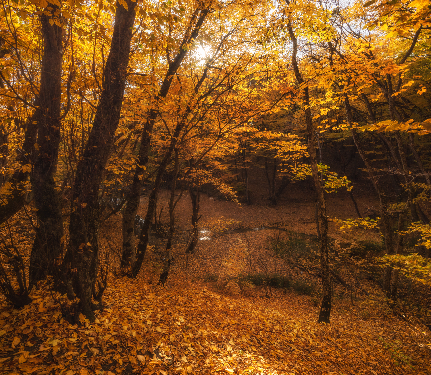 ставрополье, золотая осень, лес, Кахарова Наргиза