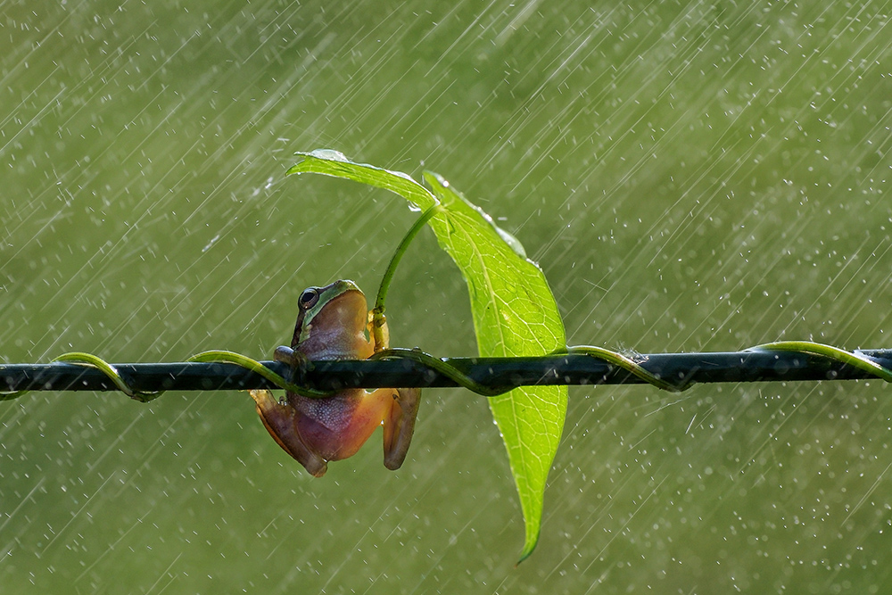 animal, macro, frog, tree frog, umbrella, rain, leaf,, Savas Sener