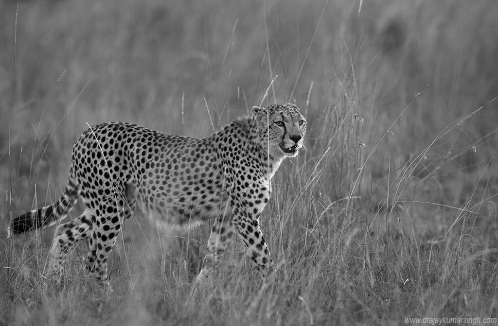 Cheetah Savannah Masai Mara, Dr Ajay Kumar Singh