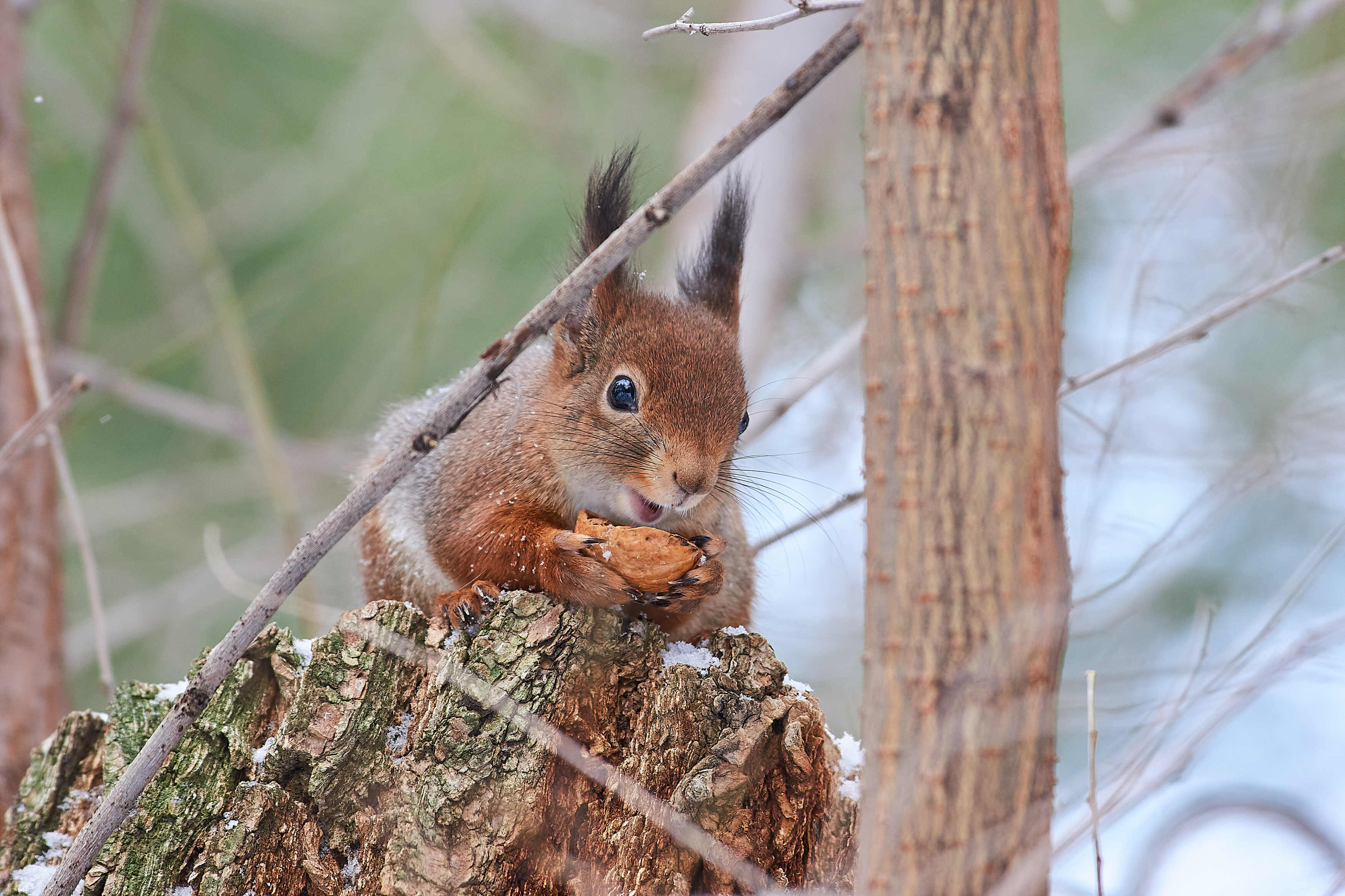 Sciurus vulgaris, volgograd, russia, wildlife, squirrel, белка, , Сторчилов Павел