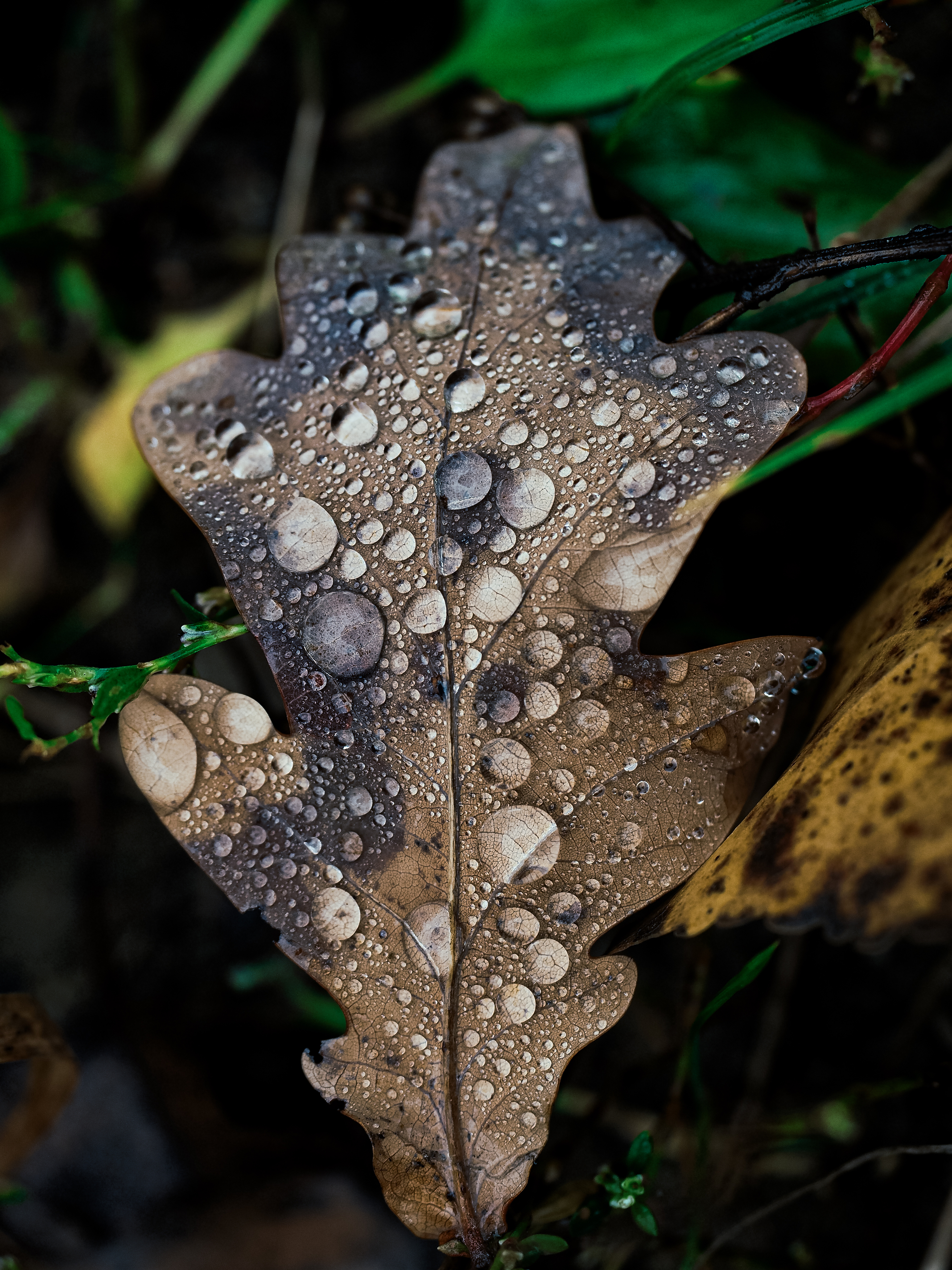 leaf, droplets, fall, autumn, macro, лист, макро, осень, капли, Протченко Ирина