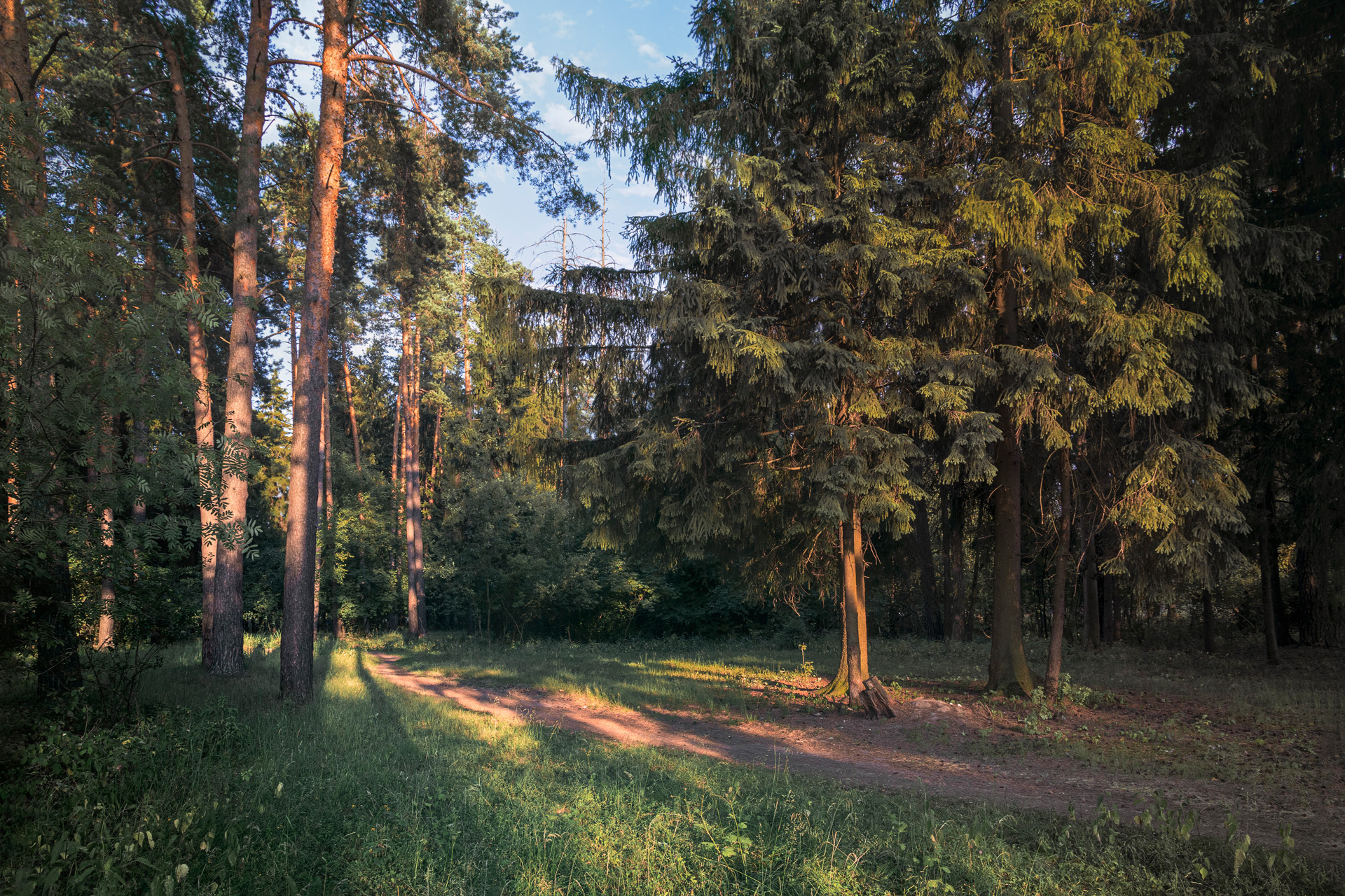 лес, деревья, лето, листья, пейзаж, Валерий Вождаев
