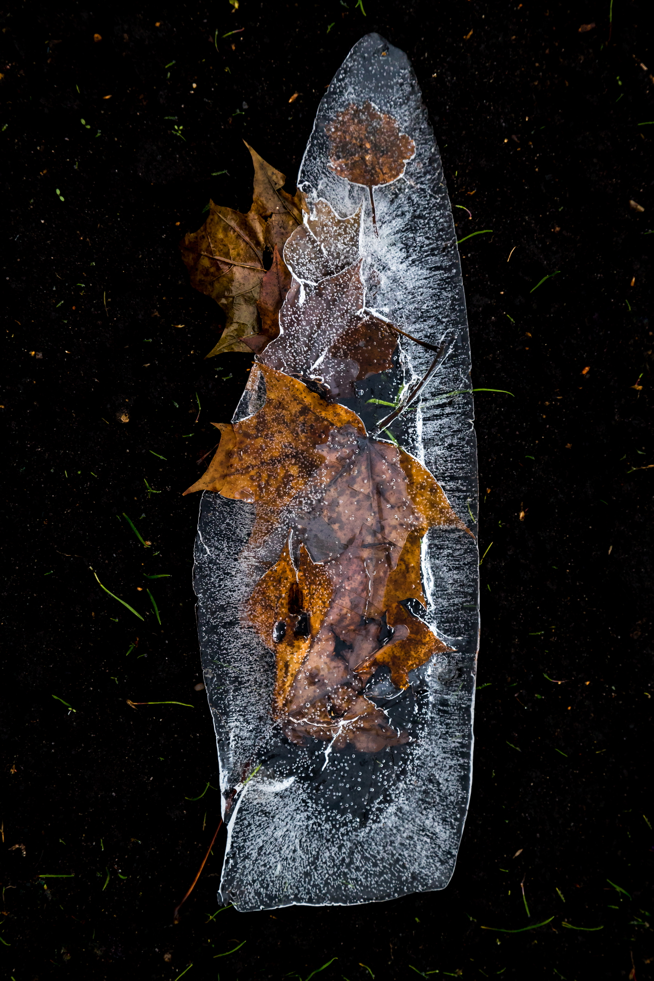 лед, листья, Юрий Морозов
