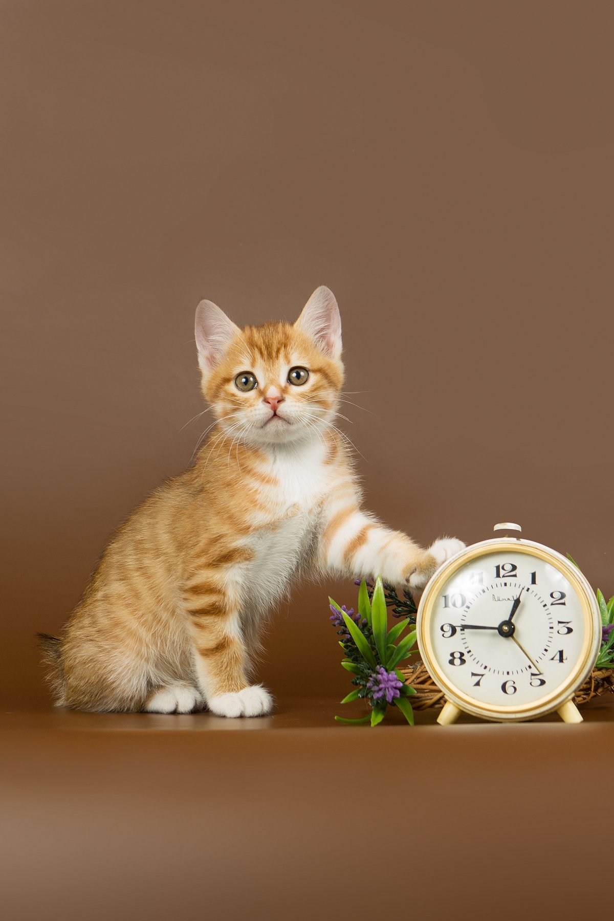 Котик 1 час. Кот с часами. Котенок с часами. Кот и часы. Котик и часы.