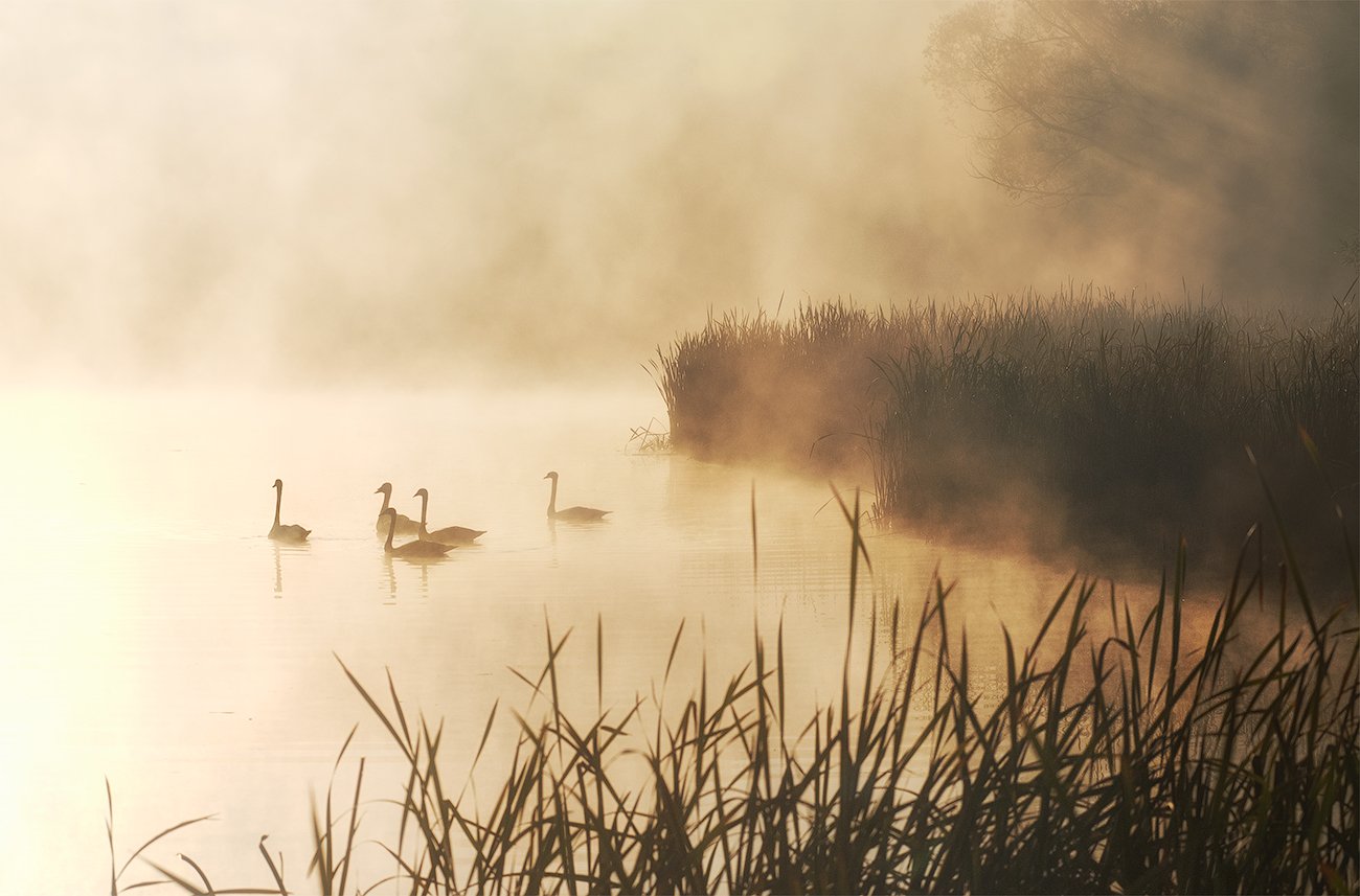 Лебеди, Осень, Туман, Утро, flyman