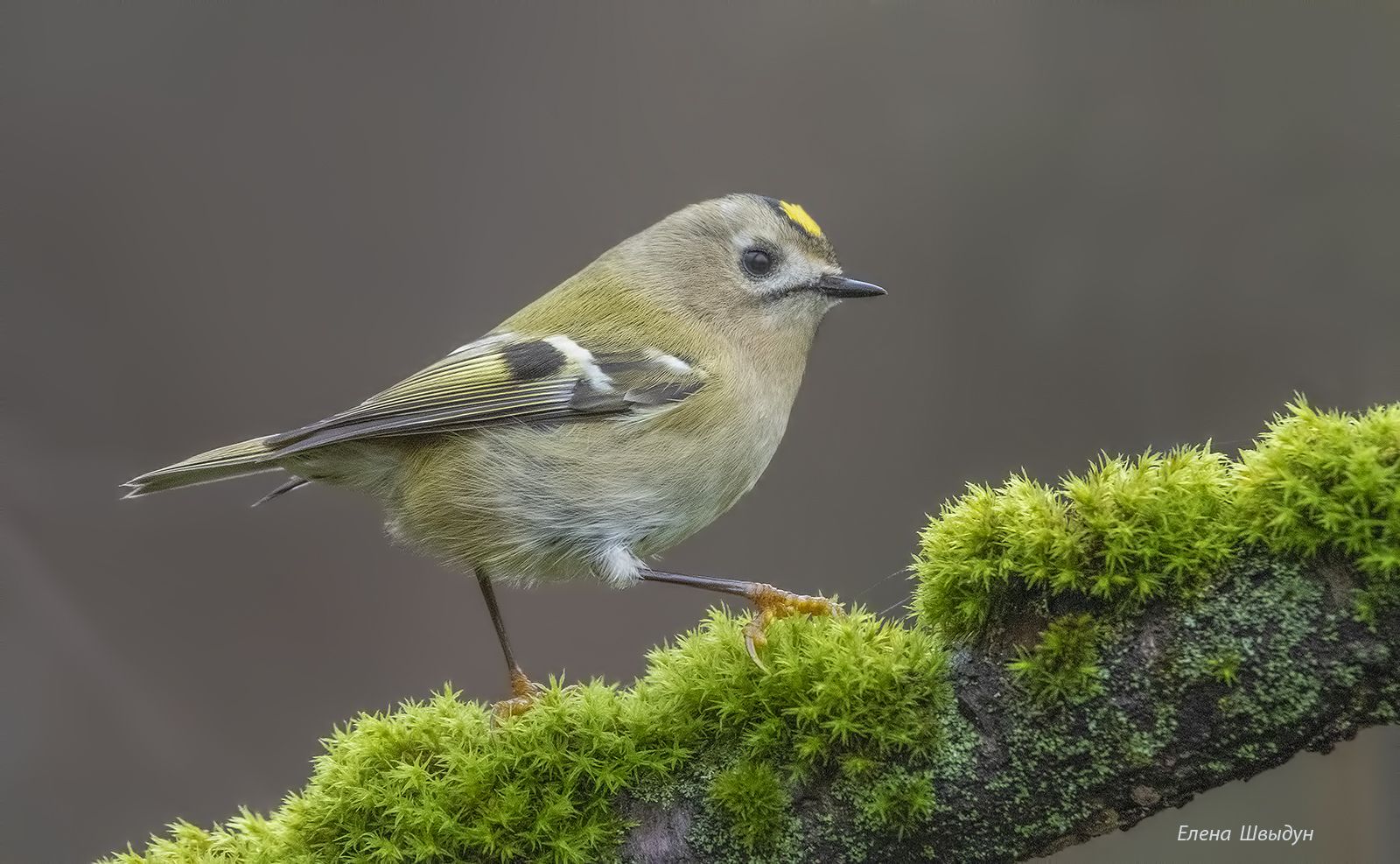 bird of prey, animal, birds, bird,  animal wildlife,  nature,  animals in the wild, goldcrest, желтоголовый королёк, птицы, птица, Елена Швыдун