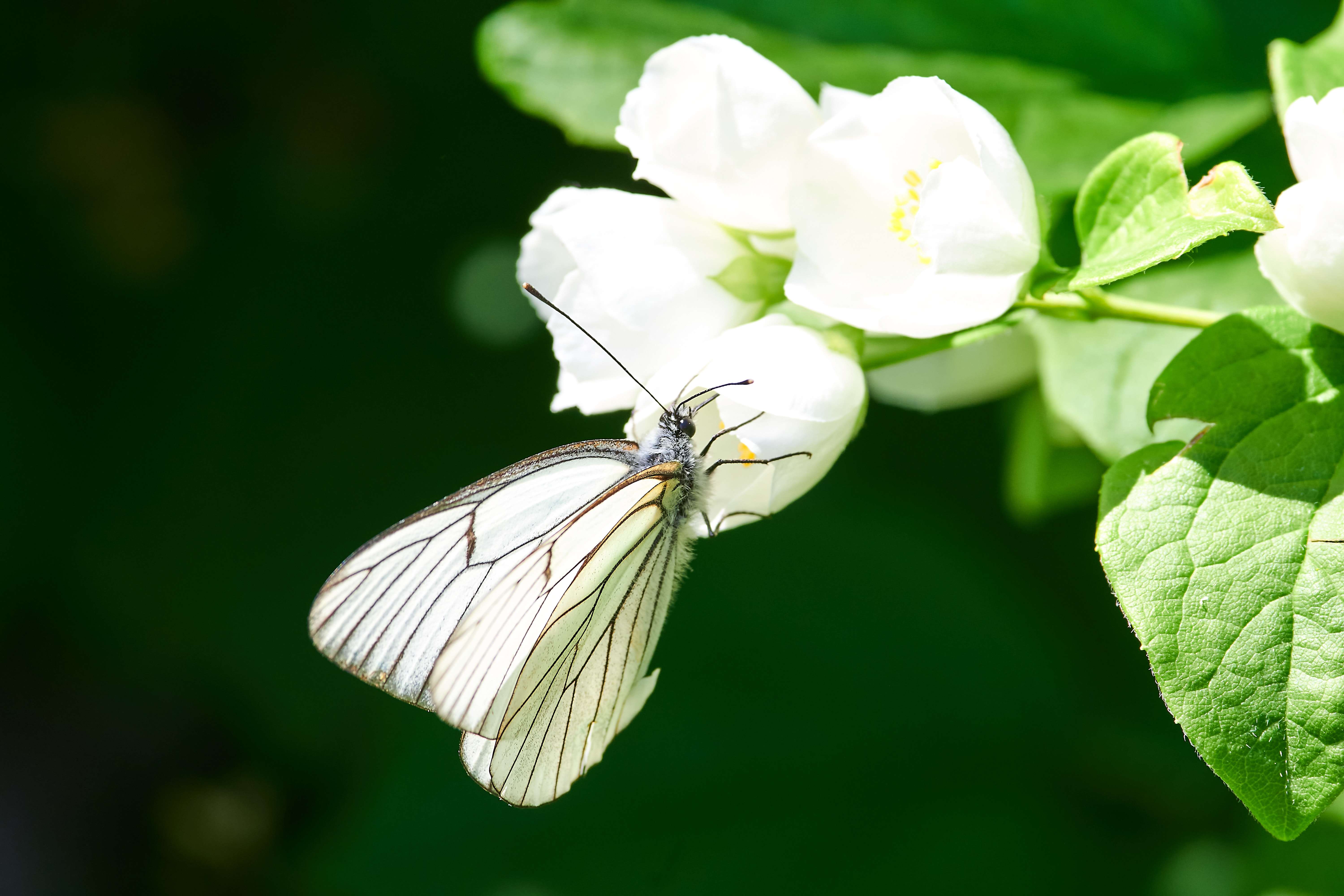 buttefly, volgograd, russia, macro ,macro photo, , Сторчилов Павел