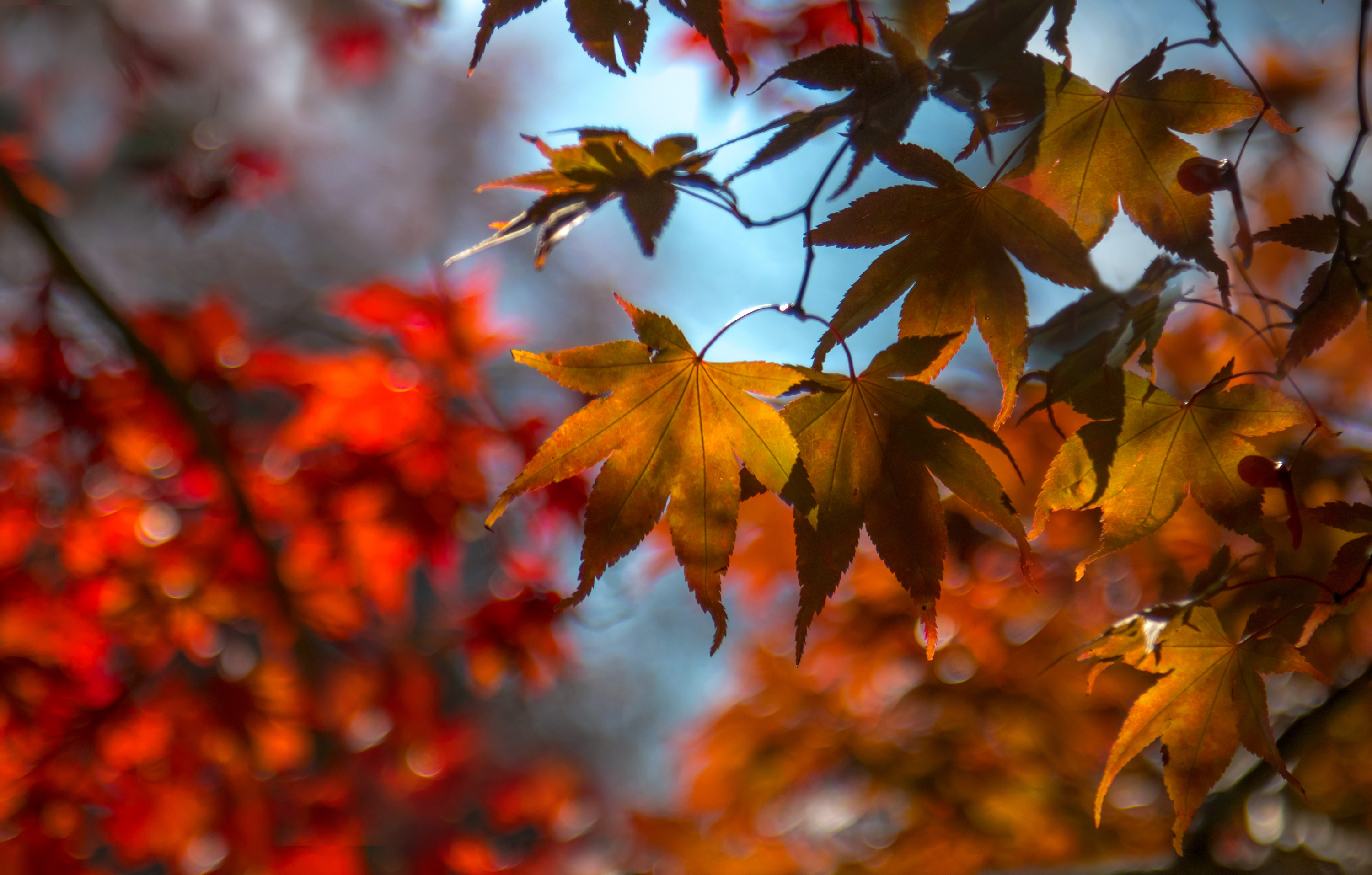 природа,осень,пейзаж,деревья,листья, клён,боке,свет,, Антонина Яновска
