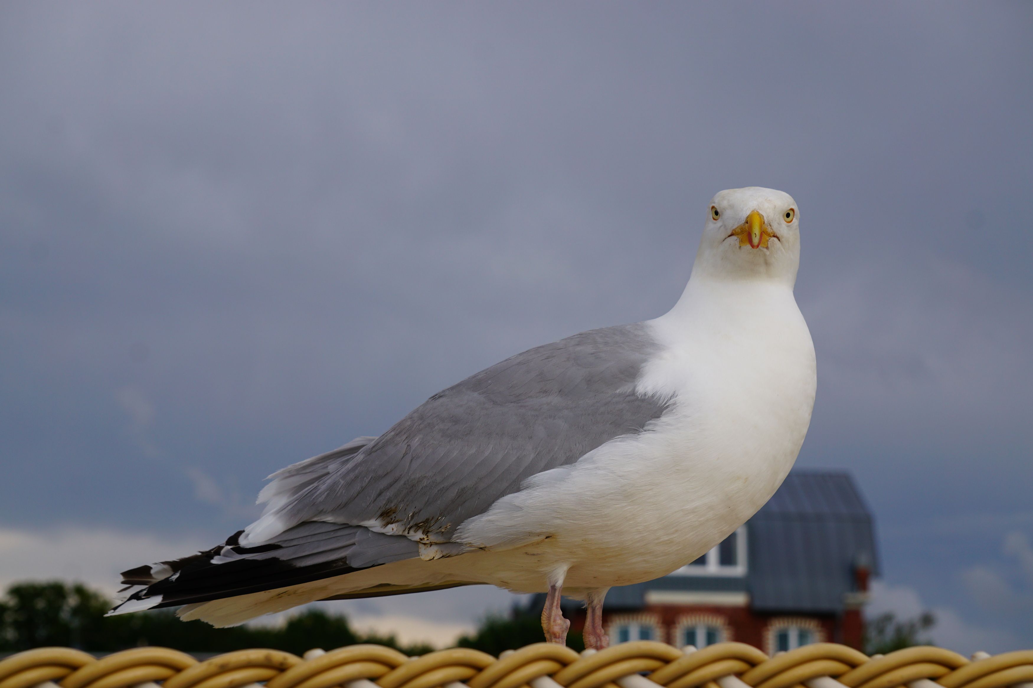 Птица , Ramin Ismayilov