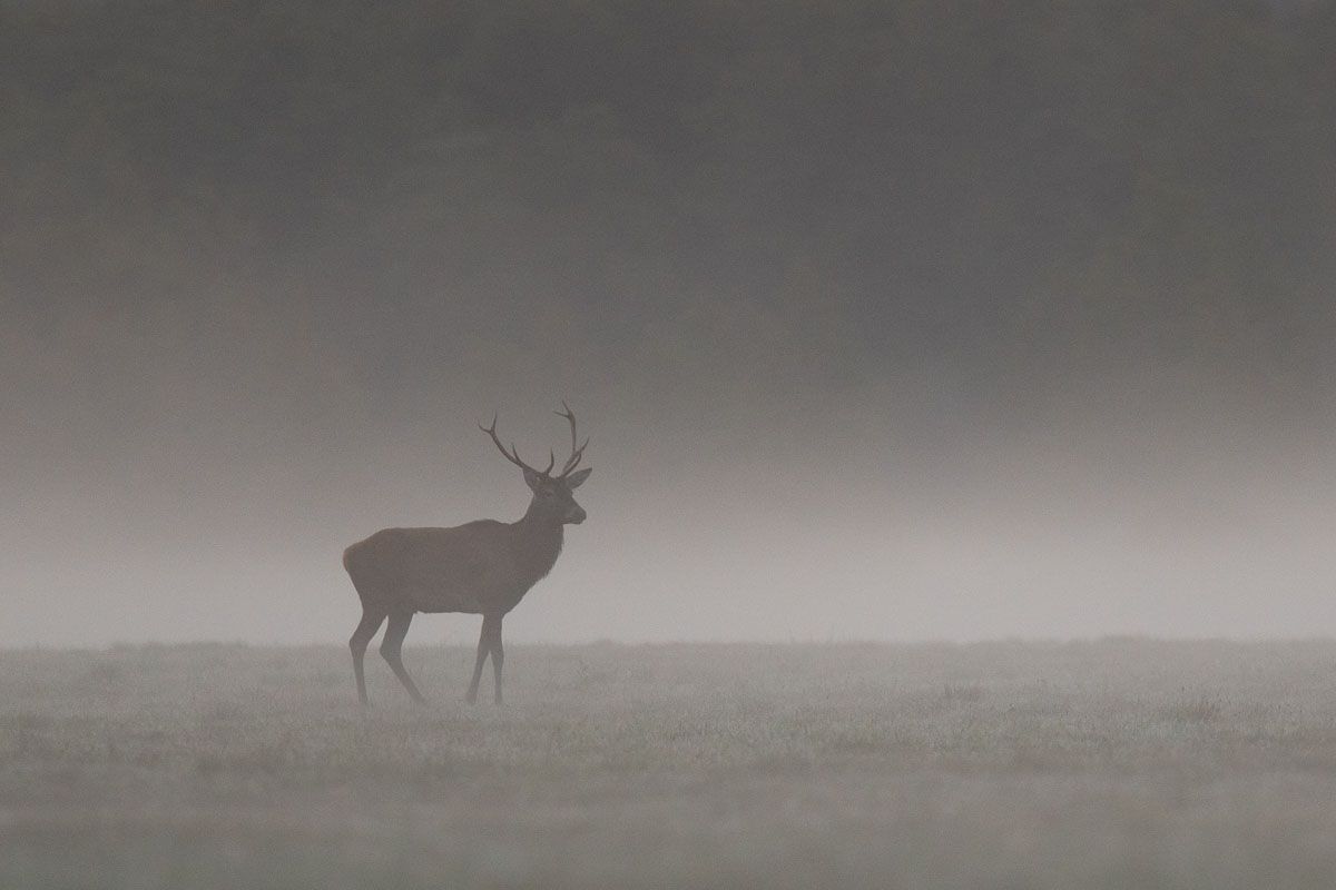 las,przyroda,ssaki,białowieża,podlasie,mgła,polana, Zakrzewski Marcin