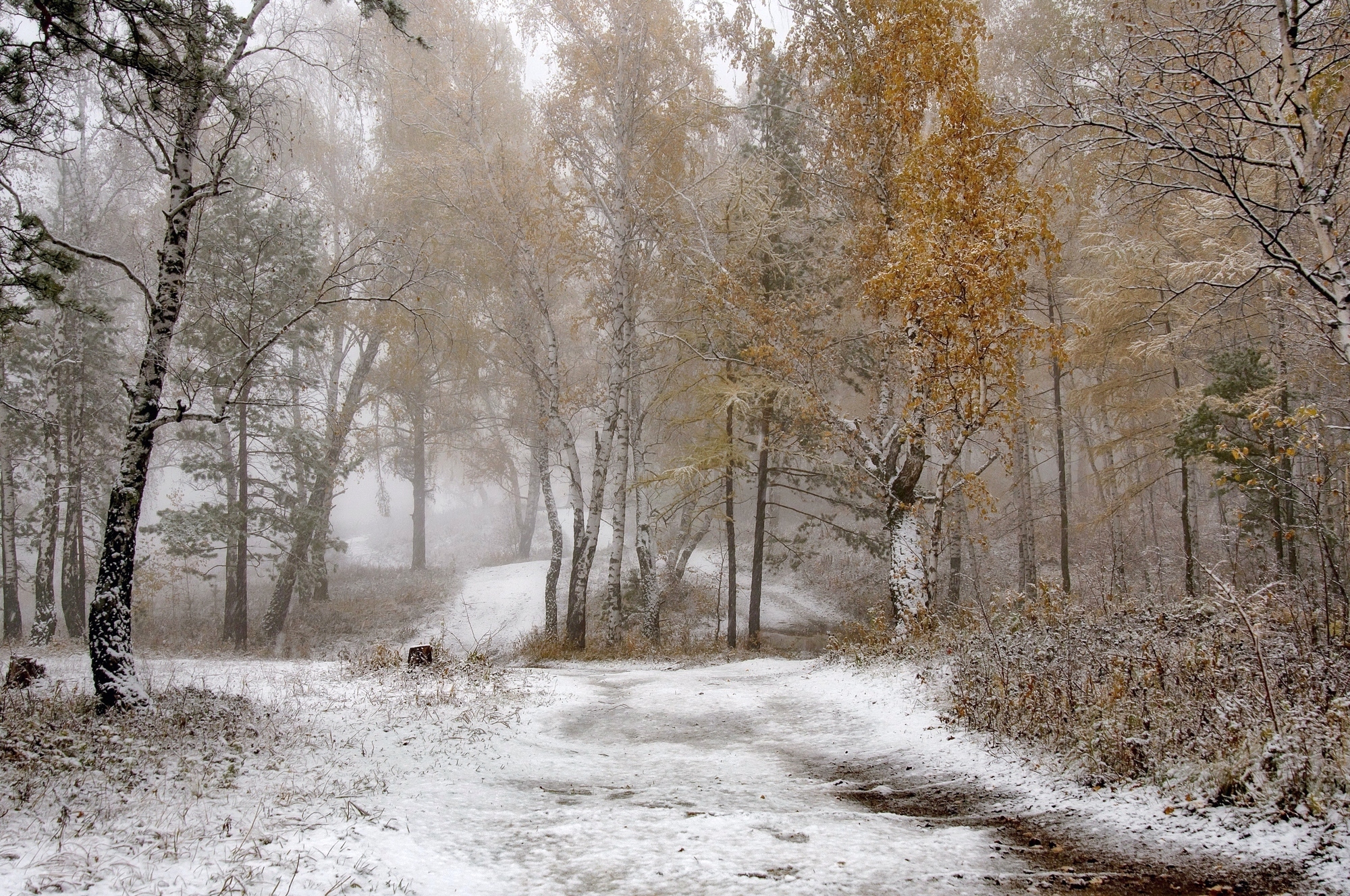 Сибирь, торгашинский хребет, снег, осень, дорожки, желтые листья, Фомина Марина