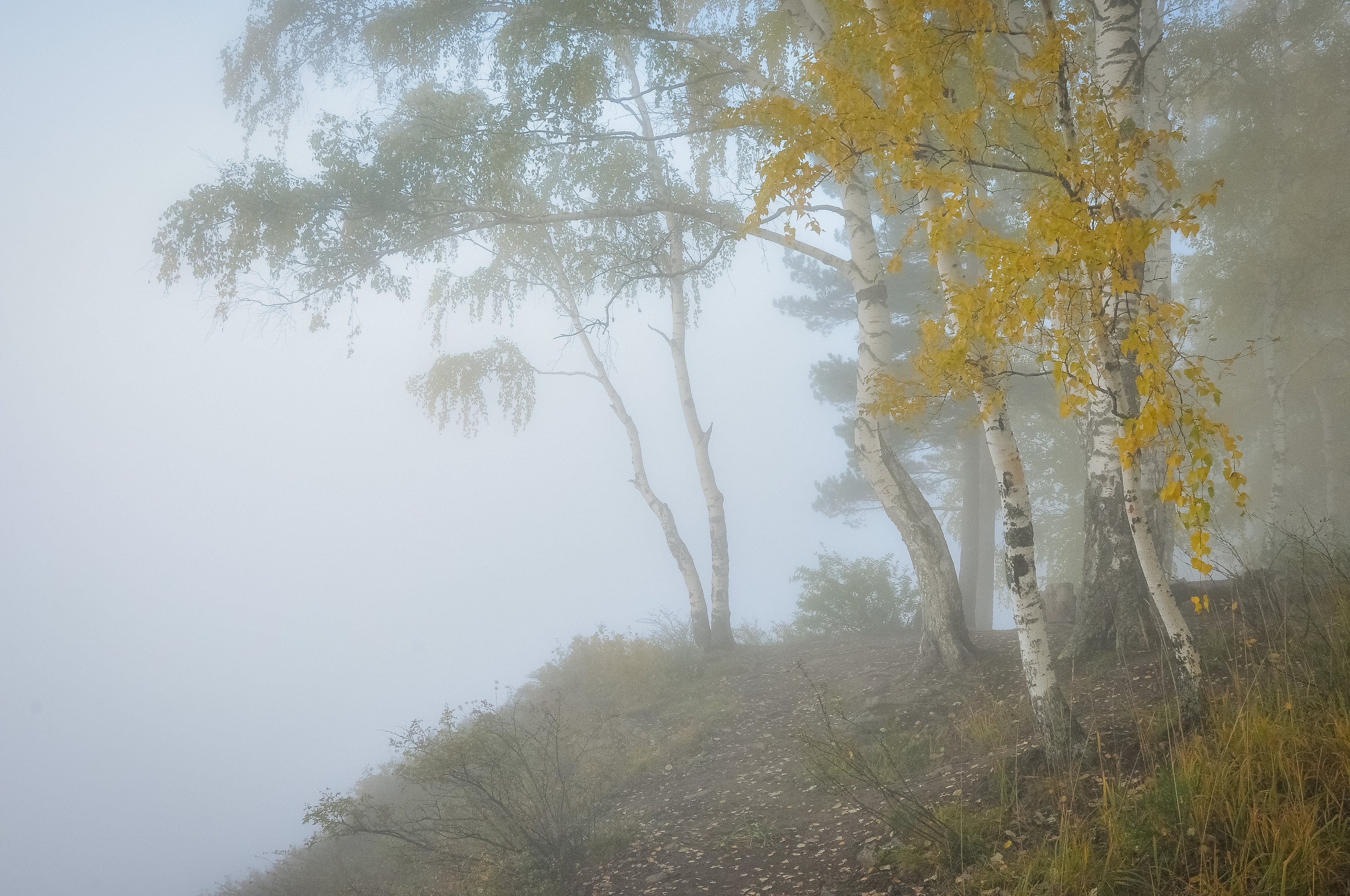 осень, октябрь, утро, туман, пейзаж, лес, дерево, листья, Холзаков Вячеслав