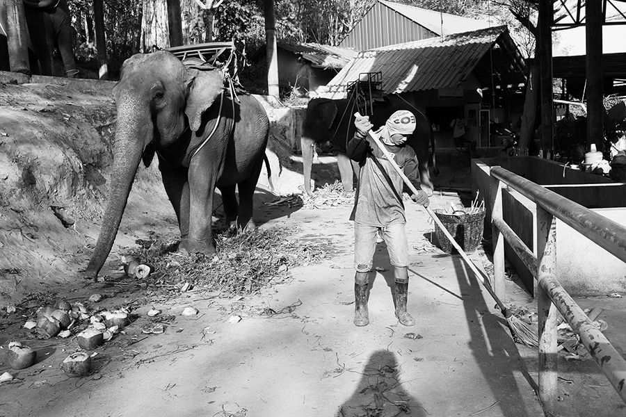 жанр, стрит, тай, слон, street photo, travel photo, bw street photo, tailand, elephant, репортаж, Mikhail Faletkin