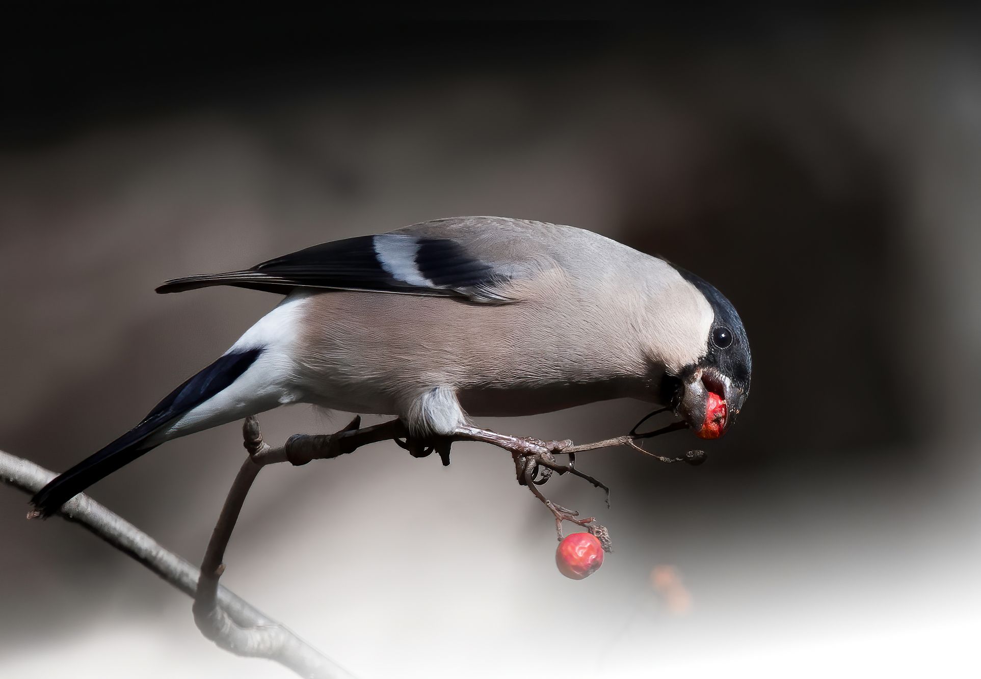 birds,birdwatching, wildlife, nature, bullfinch, bestbirds, птицы, фотоохота, фотоптиц, природа, лес, снегирь, Михаил Ездаков