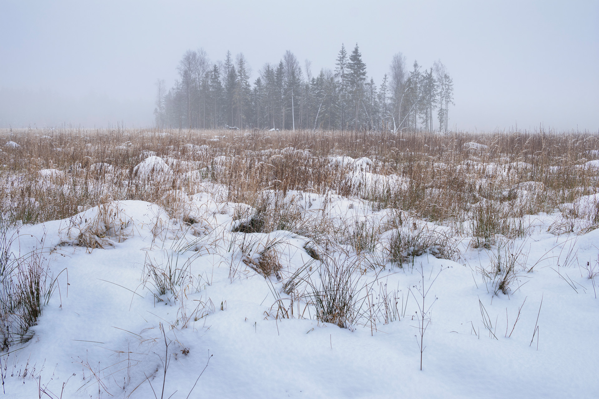лес,  деревья, пейзаж, зима, снег, туман, Валерий Вождаев