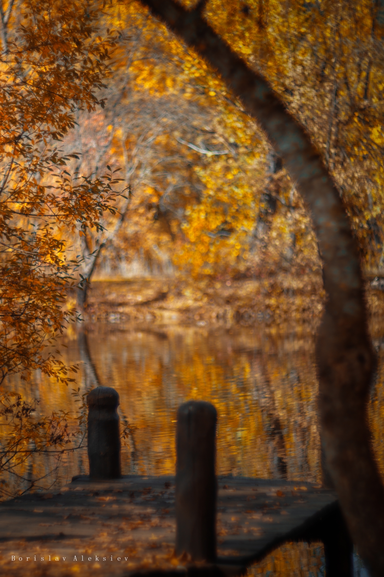 autumn,forest,travel,tree,orange,yellow,light,dark,water,plant,, Алексиев Борислав