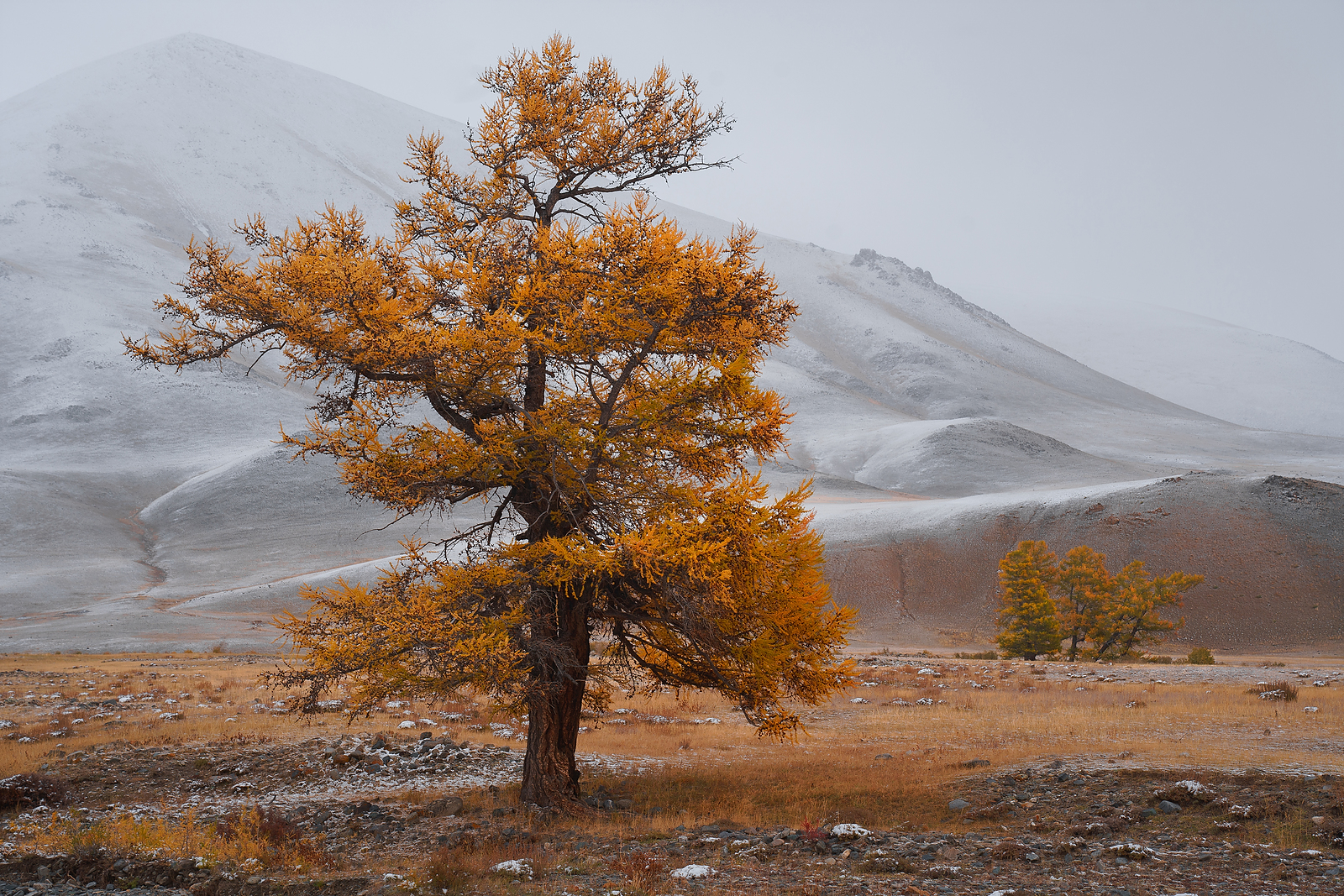 тува, тыва, снег, сибирь, монгун-тайга, пейзаж, красиво, осень, горы, Александр Нерозя