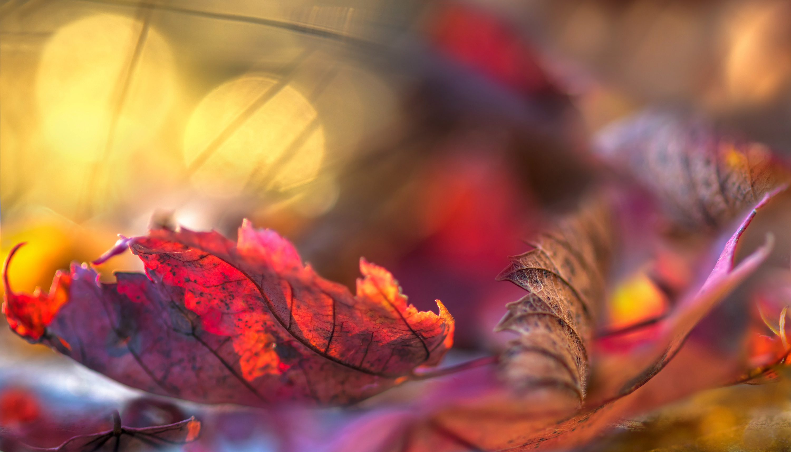 природа,осень,деревья,листья,клён,дуб,свет,, Антонина Яновска