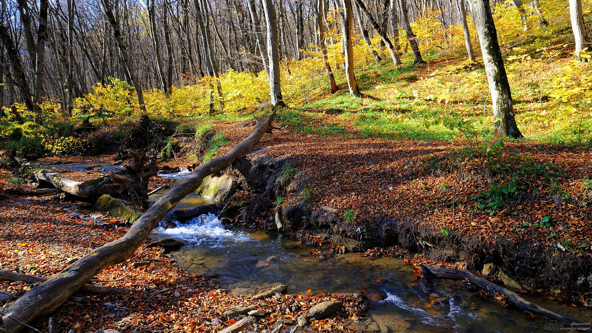 природа пейзаж лес ручей осень деревья, Serj Master