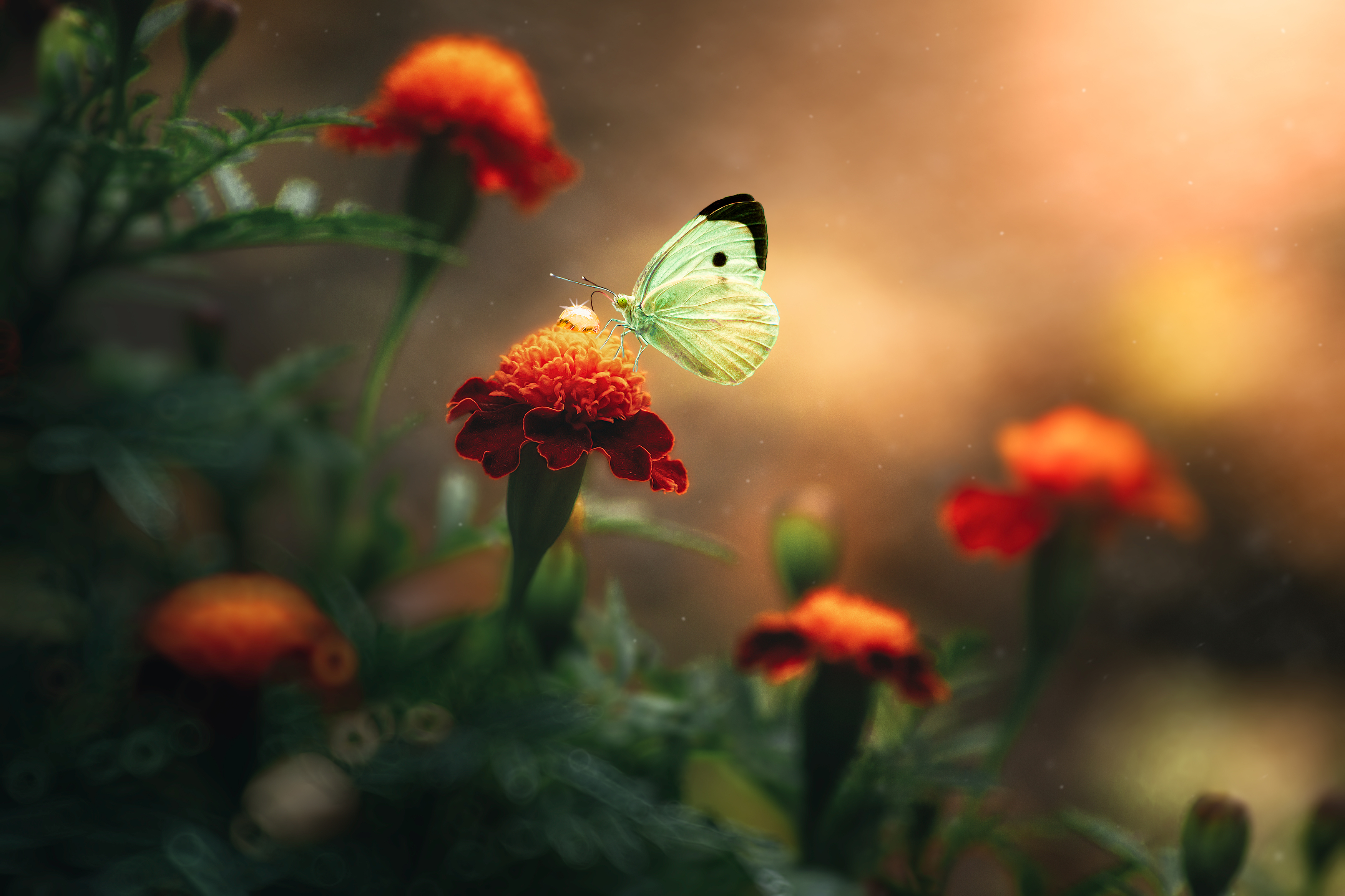 бабочка цветы фон боке свет цвет капля роса природа фотография, Еремеев Дмитрий