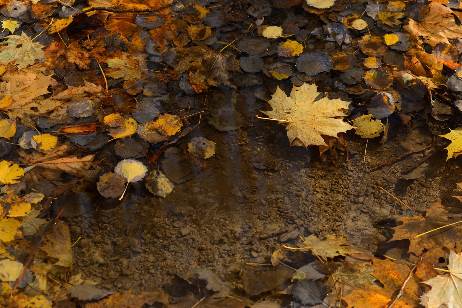 осень листва утро лес ручей, Александр Жарников