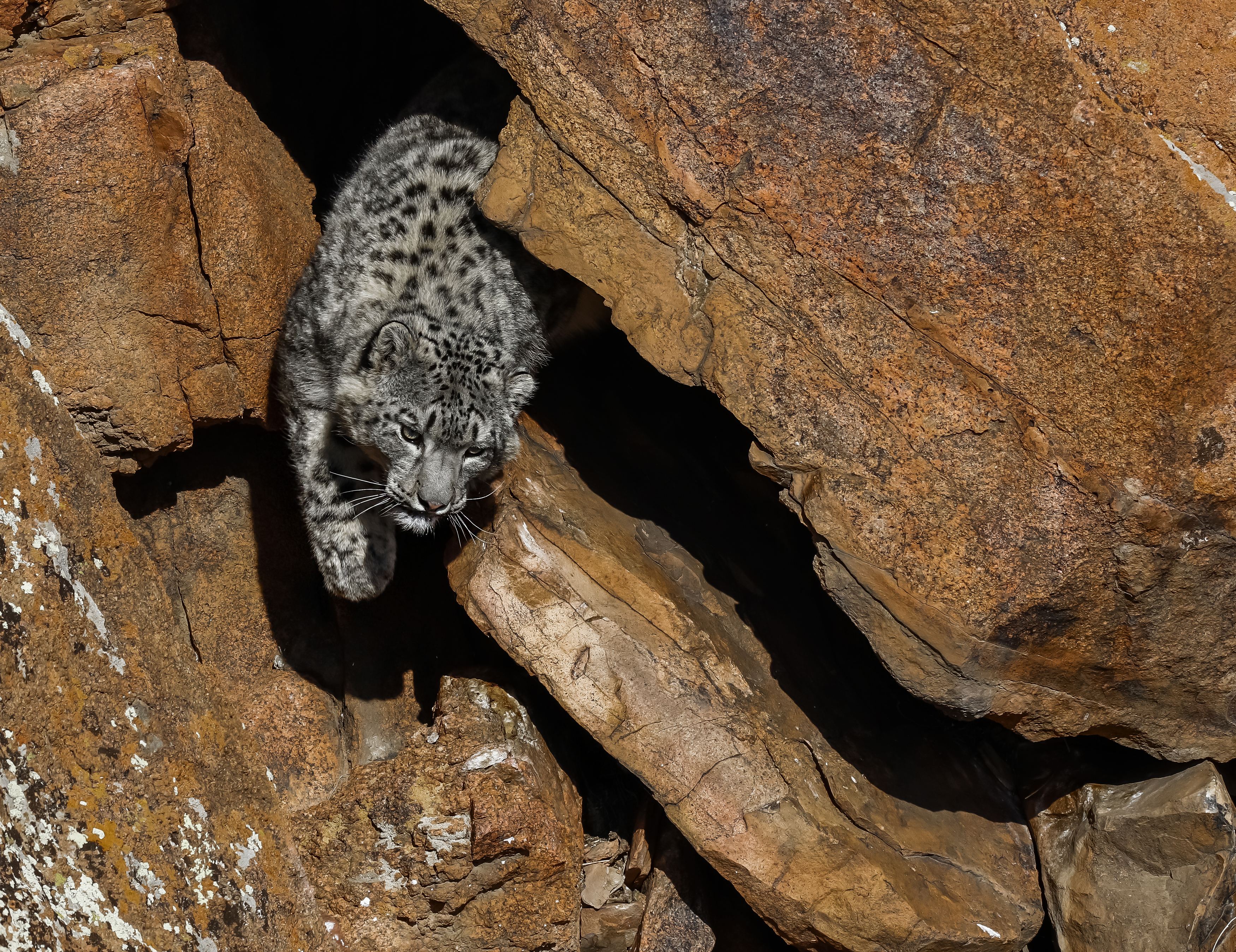 #SnowLeopard #Mongolia, Baatarsuren Basan