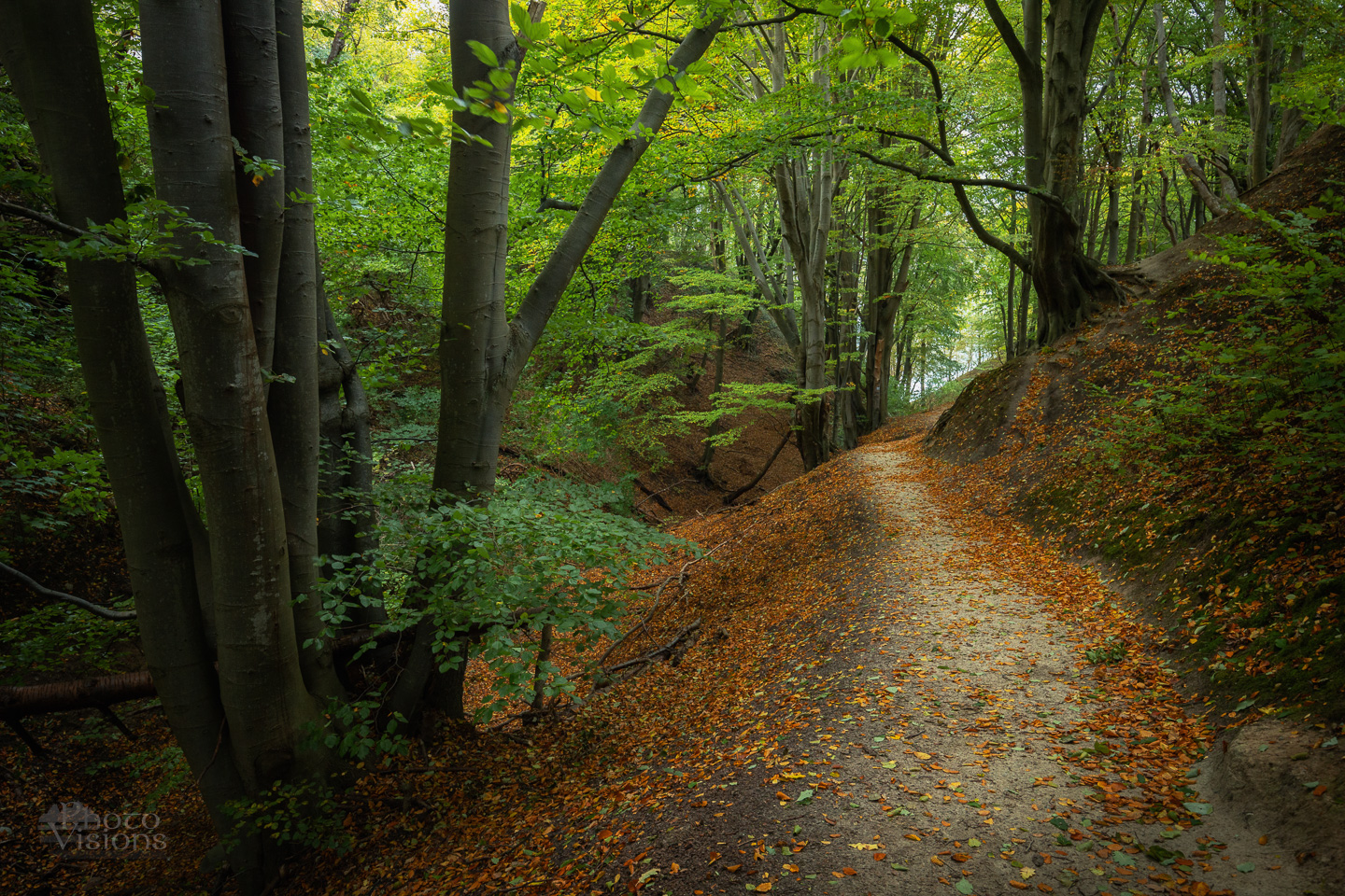 forest,gorge,beech,tree,trees,woods,woodland,autumn,autumnal,baltic sea,poland, Photo Visions