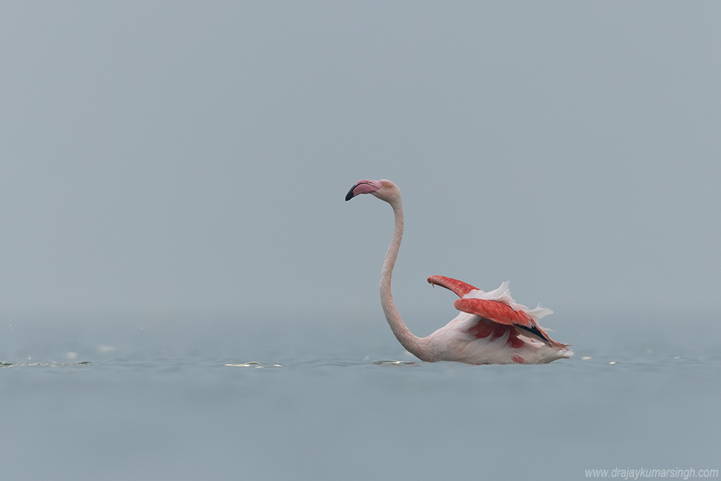 Greater flamingos takeoff, Dr Ajay Kumar Singh