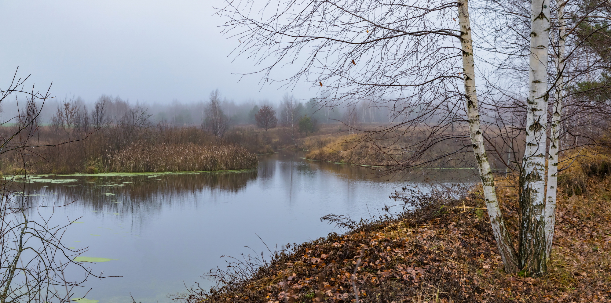река, туман, осень, березки, пейзаж, Юрий Морозов