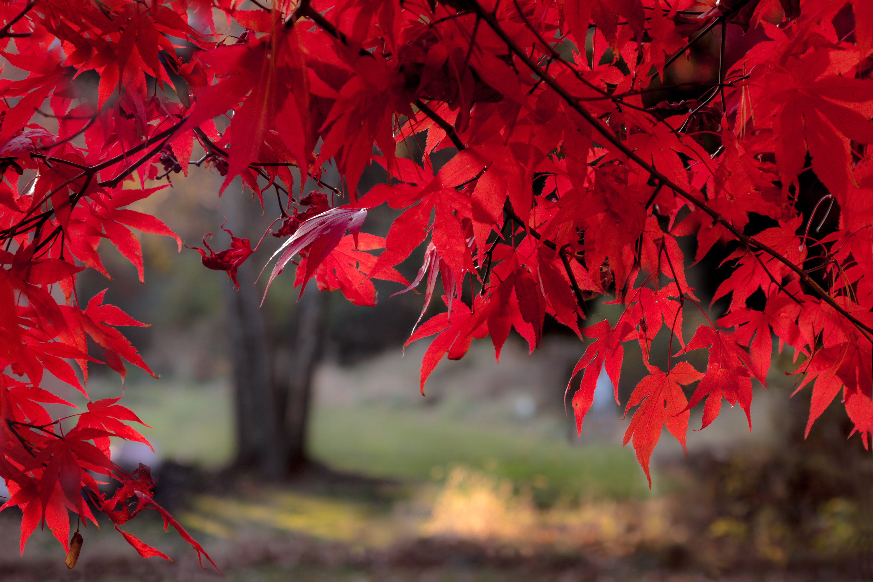 природа,осень,деревья,листья,канадский клён,клён,красный,, Антонина Яновска