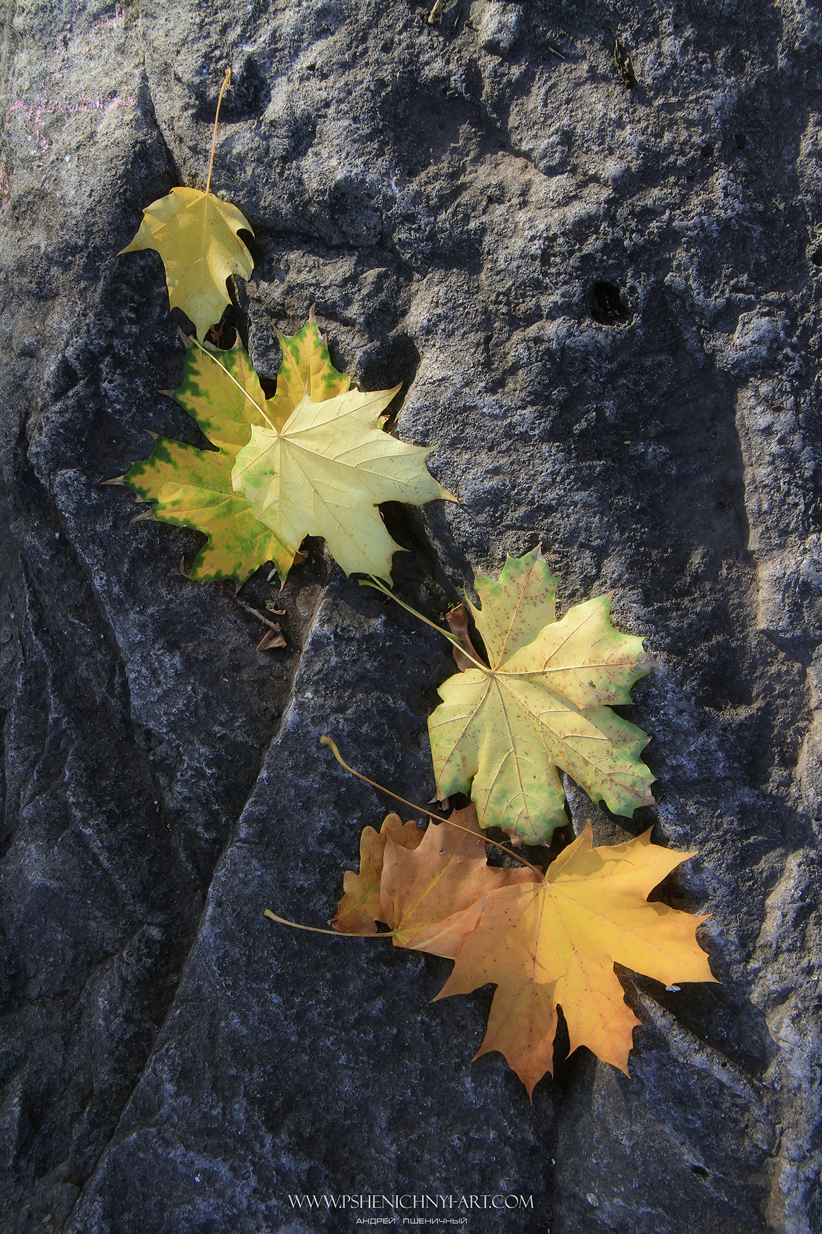 осень, кленовые листья, октябрь, опавшая листва, камни, Пшеничный Андрей